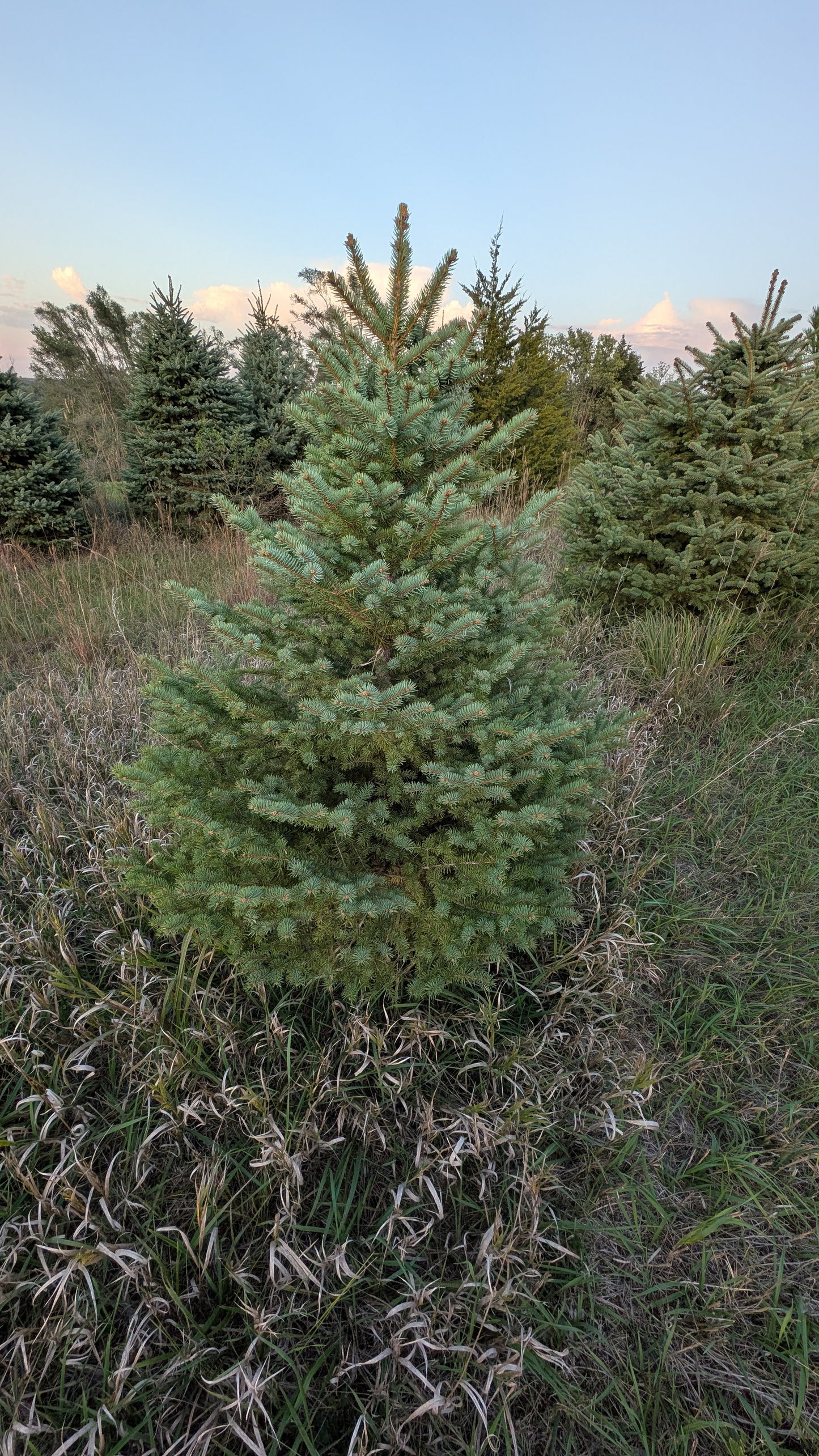 5-6' Colorado Blue Spruce (Ball and Burlap)