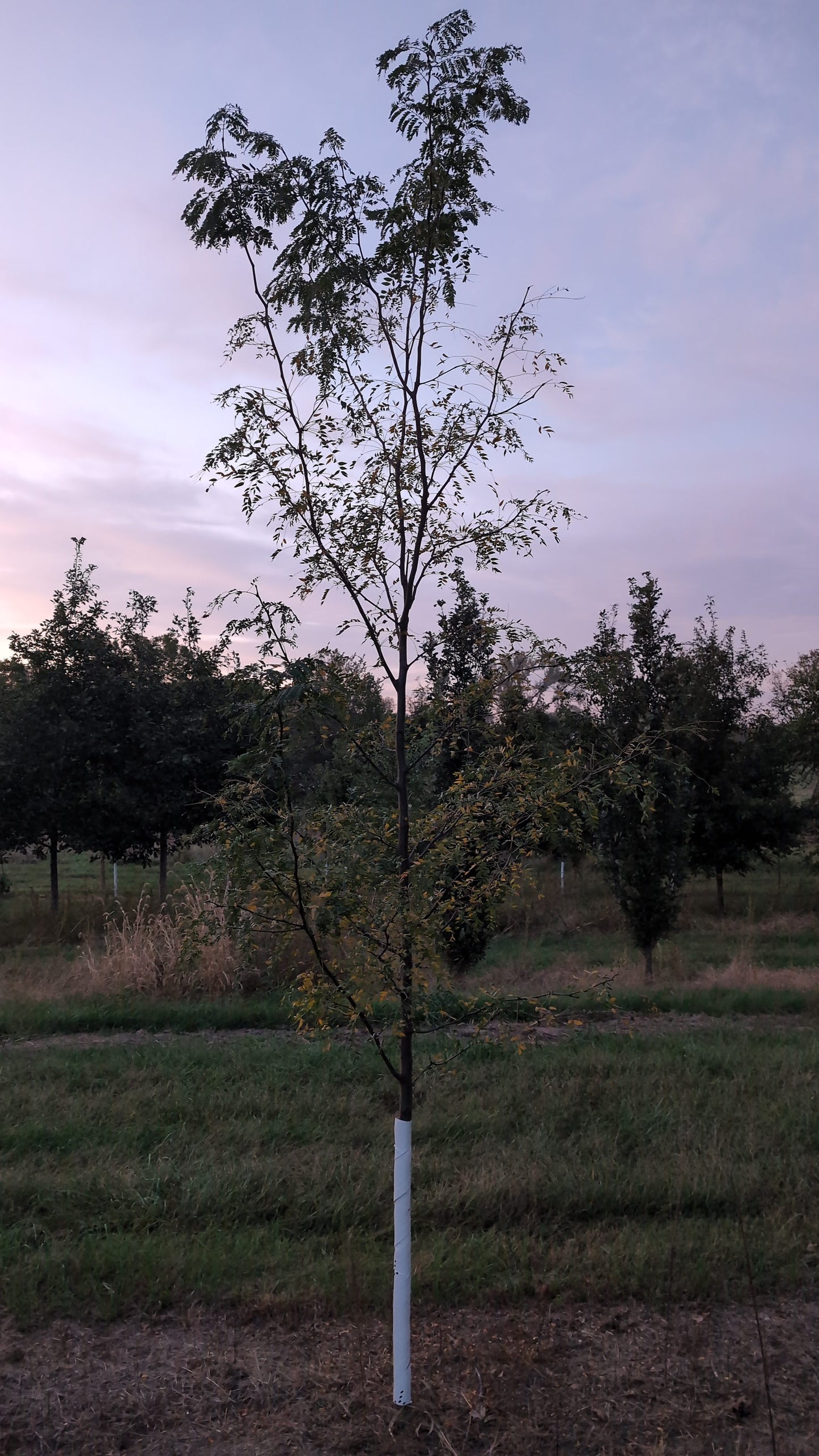 Skyline Honey Locust® (Ball and Burlap)