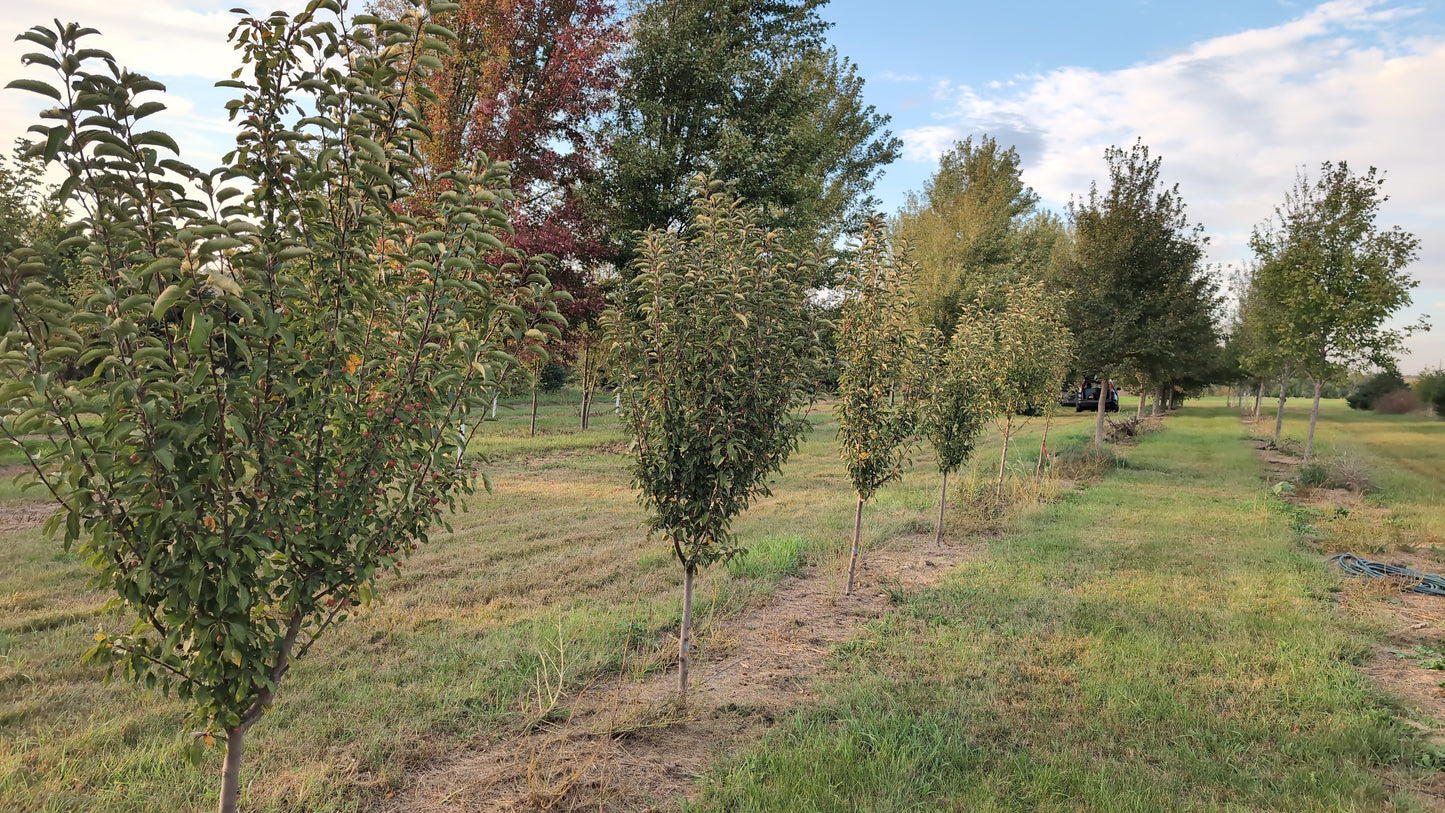 Adirondack Crabapple (Ball and burlap)