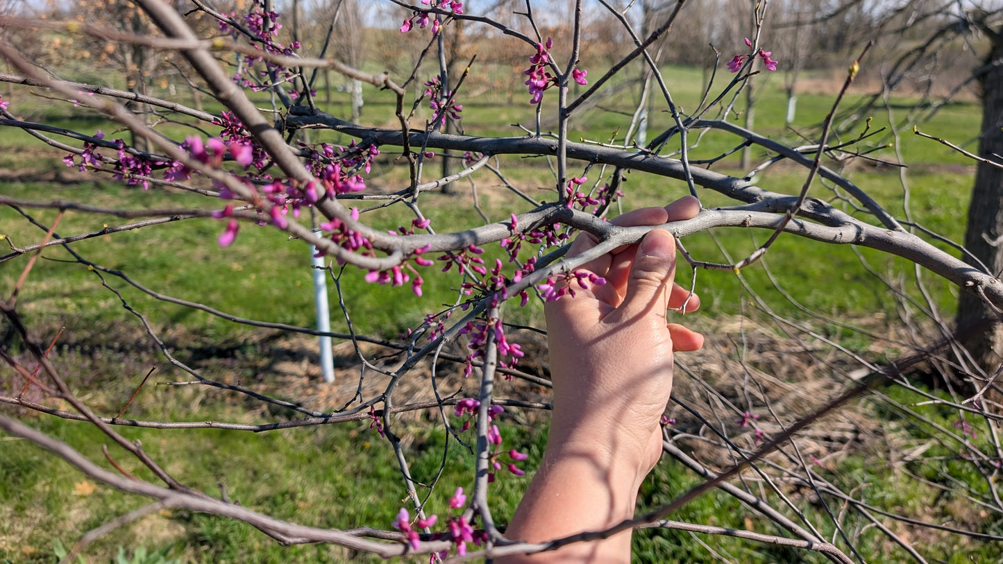 Single Stem Eastern Redbud (Ball and Burlap) 6-7 ft