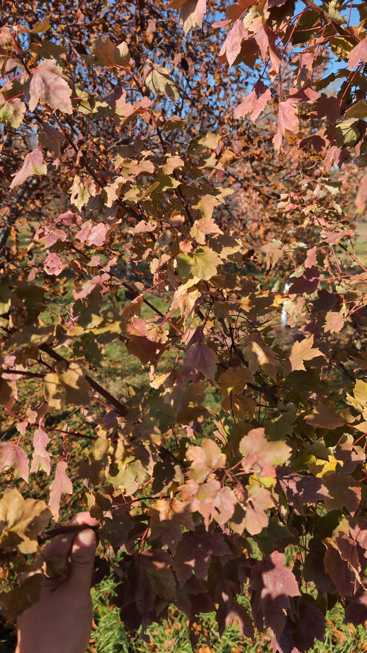 October Glory© (Ball and burlap)