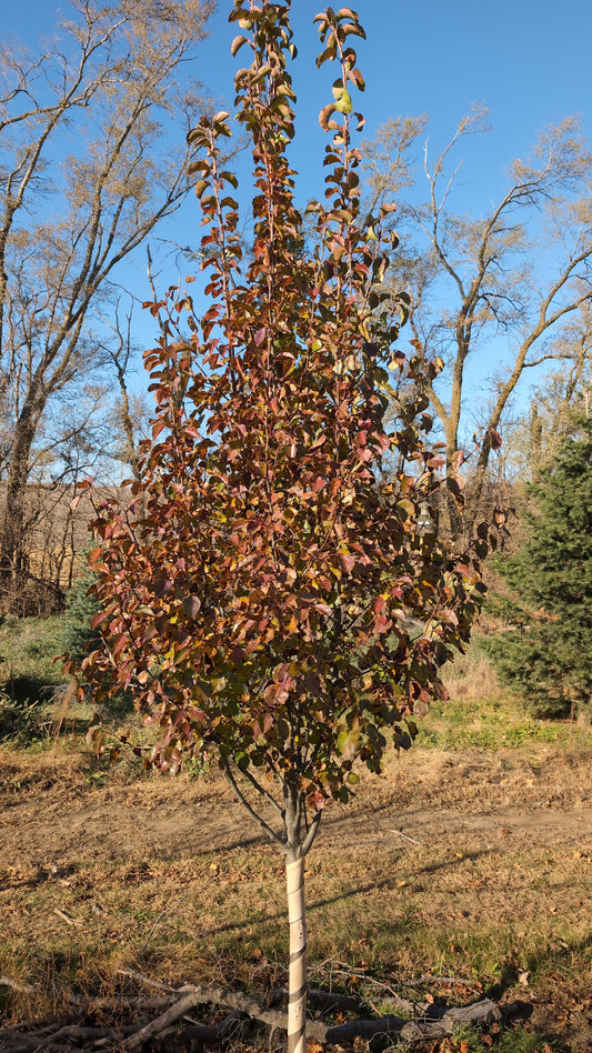 Chanticleer Pear (Ball and burlap)