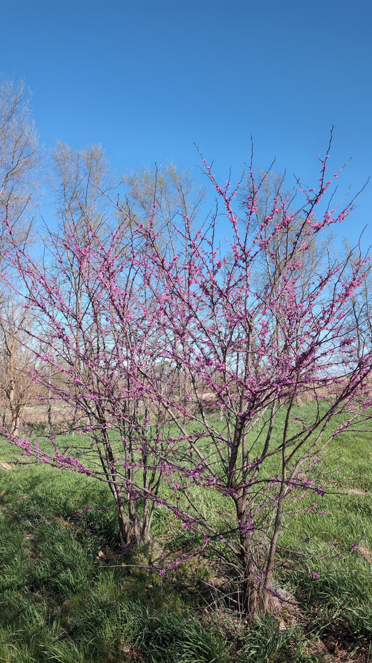 Single Stem Eastern Redbud (Ball and Burlap) 6-7 ft