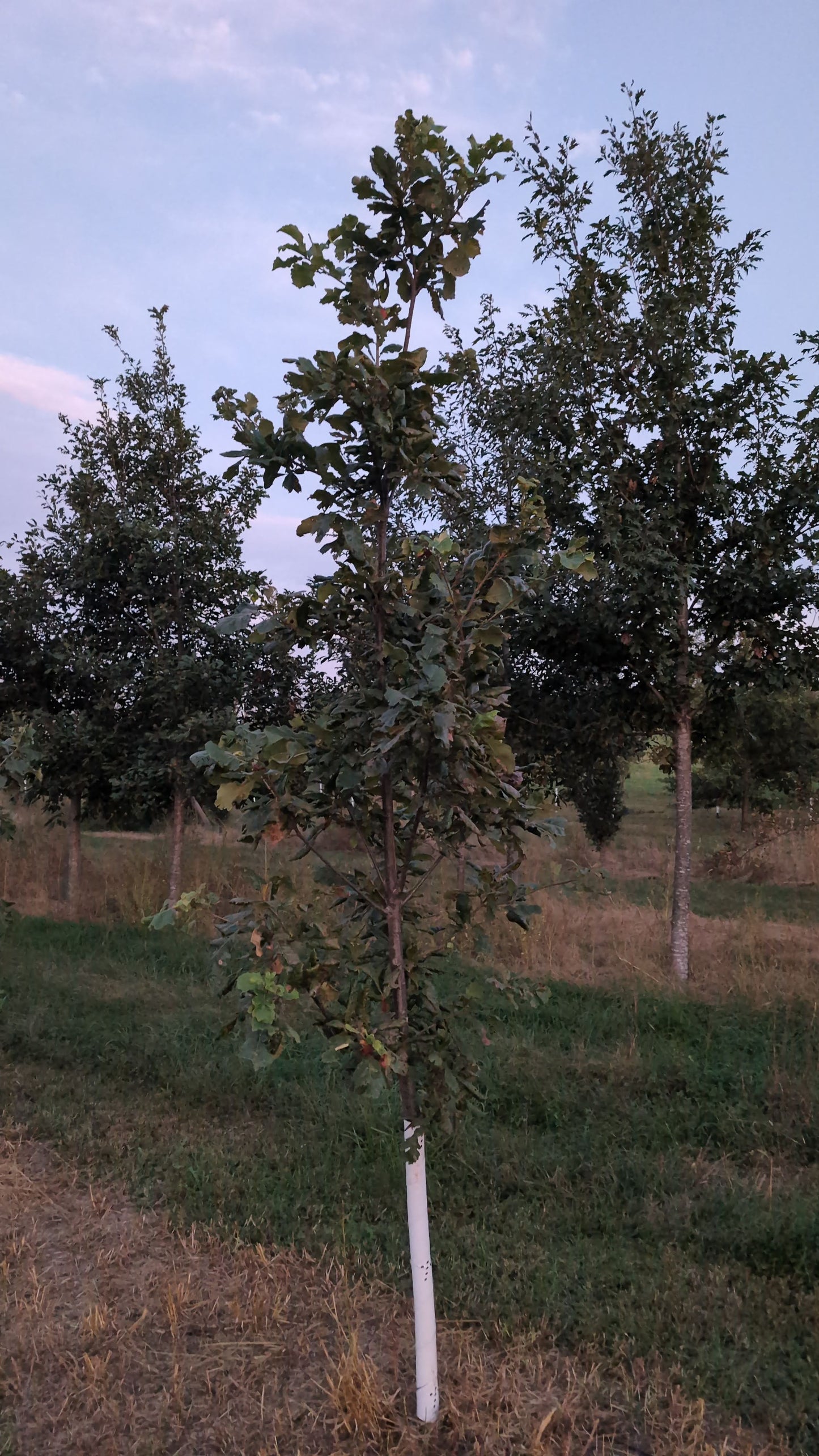 Swamp White Oak (Ball and Burlap)