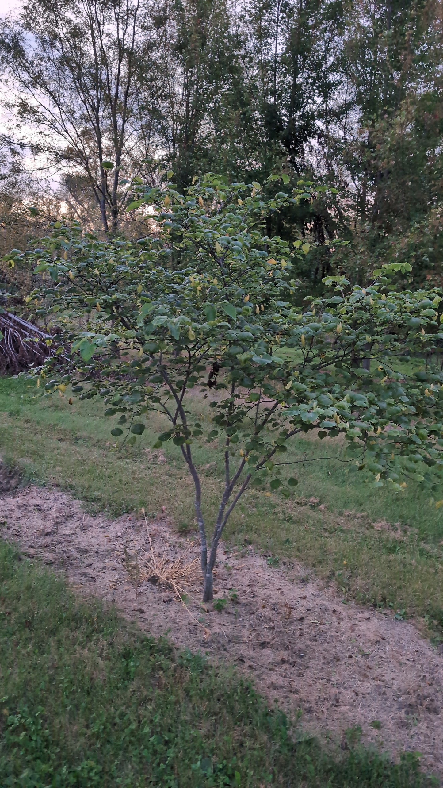 6-7 ft Multi Stemmed Eastern Redbud (Ball and Burlap)