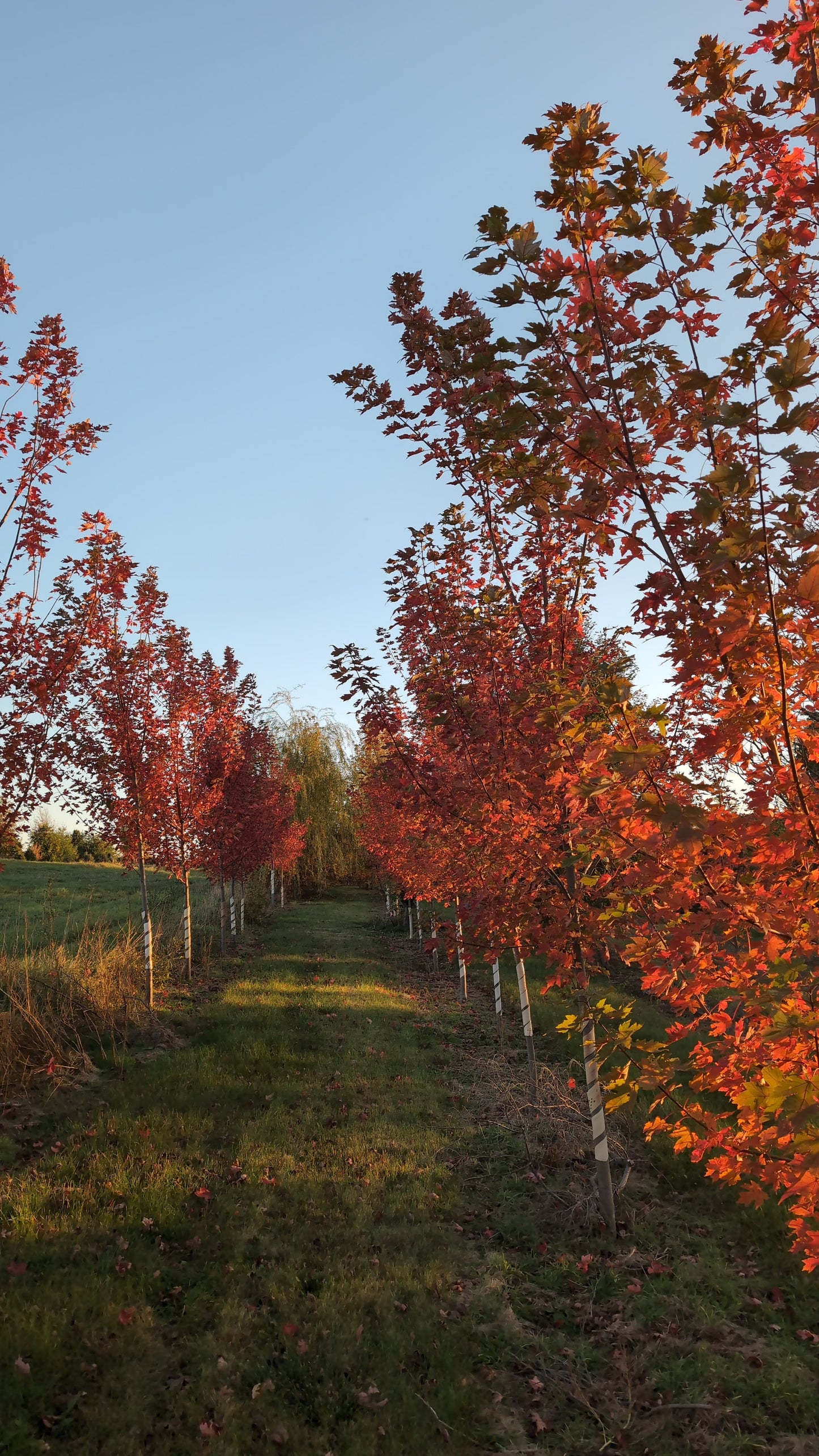 Autumn Blaze® Maple (Ball and Burlap)