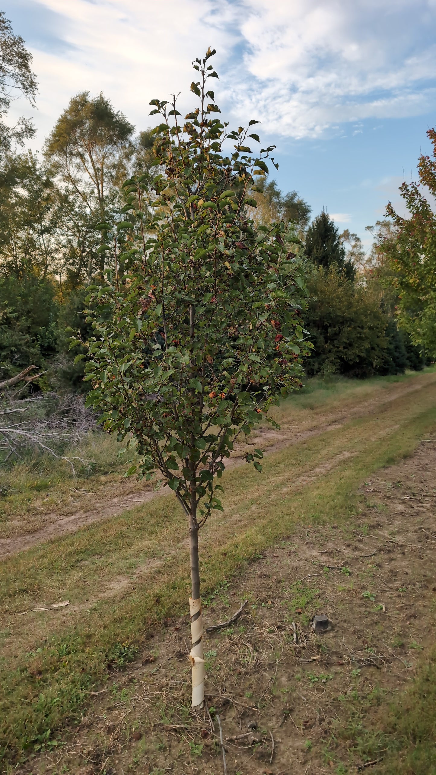 Chanticleer Pear (Ball and burlap)