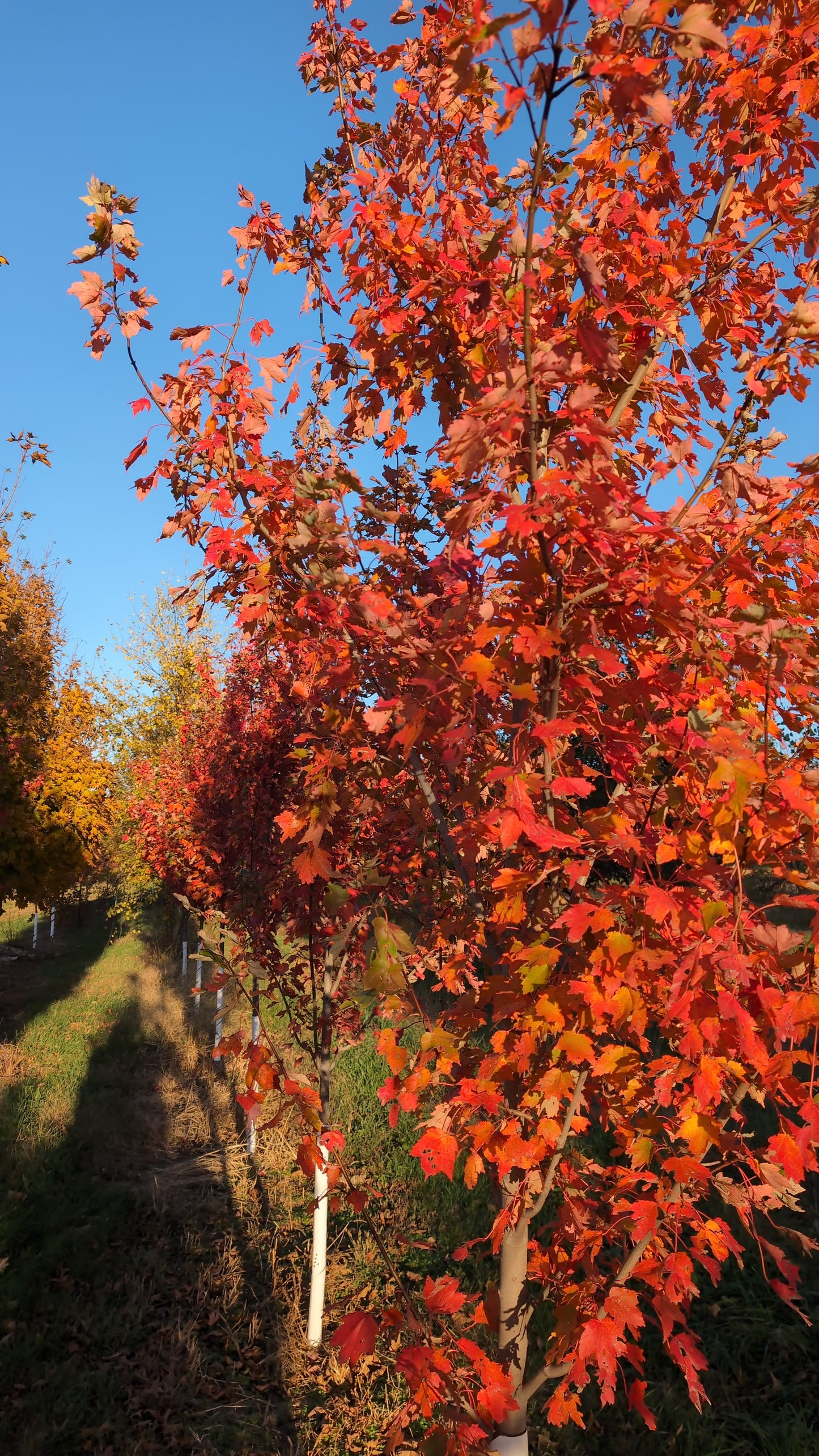 Autumn Radiance® Maple (Ball and Burlap)