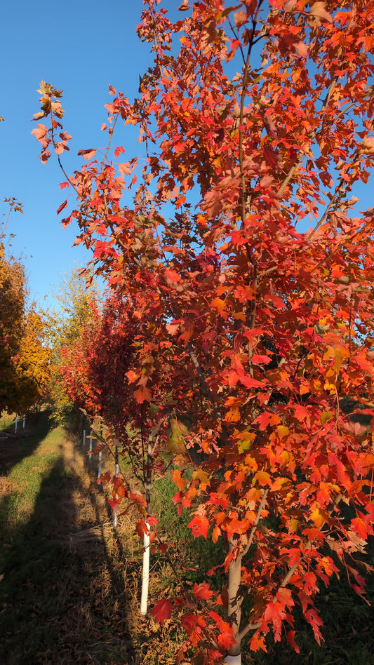 Autumn Radiance® Maple (Ball and Burlap)