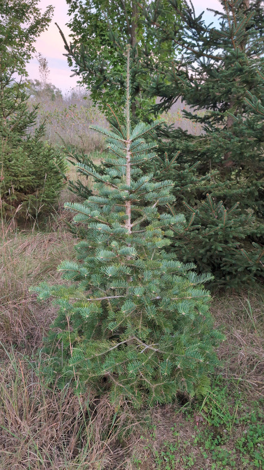 5-6 ft Concolor Fir (Ball and Burlap)