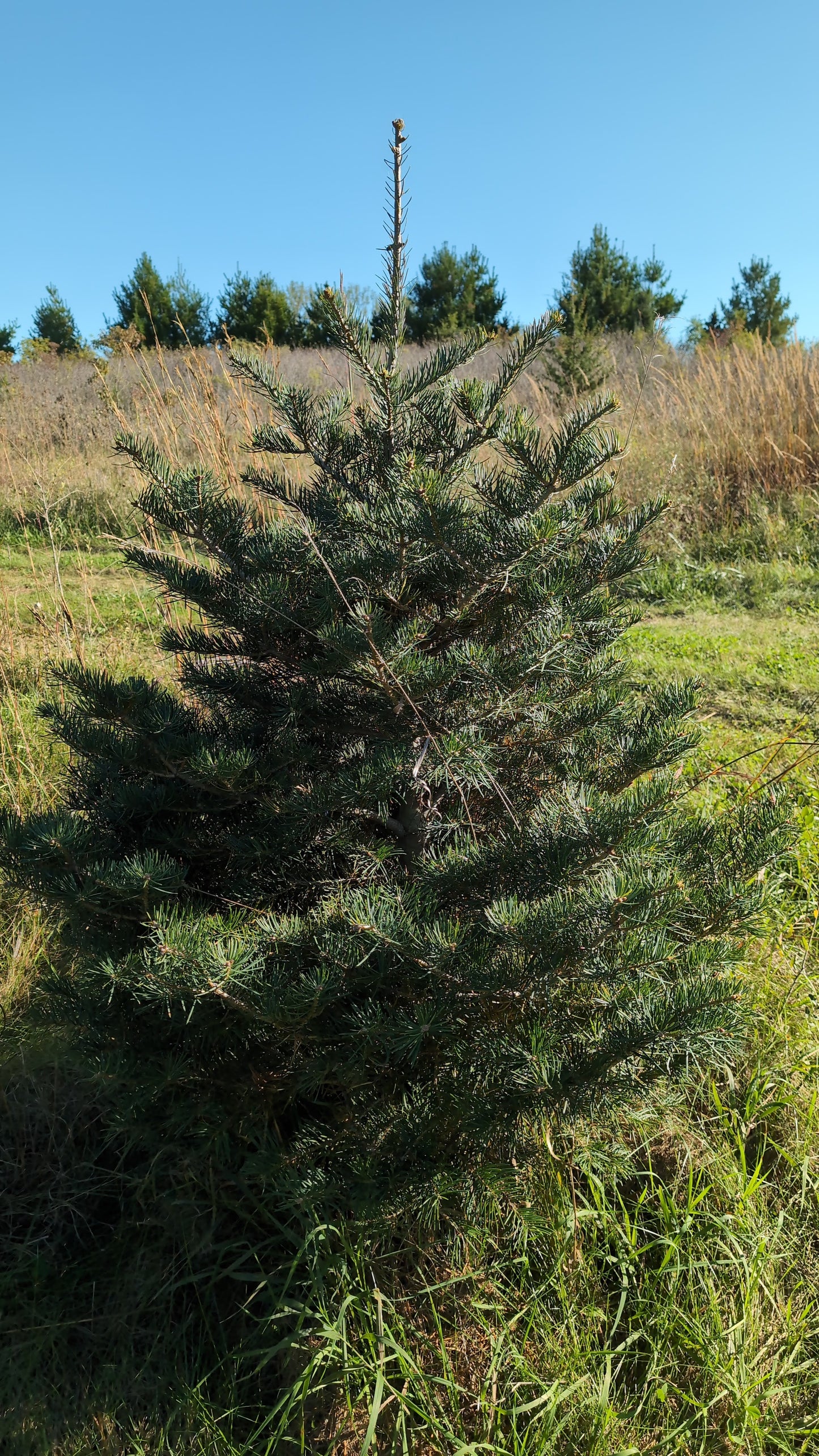 5-6 ft Concolor Fir (Ball and Burlap)