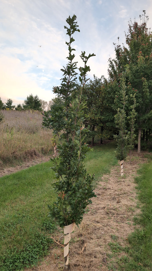 Crimson Spire© Columnar Oak (Ball and burlap)