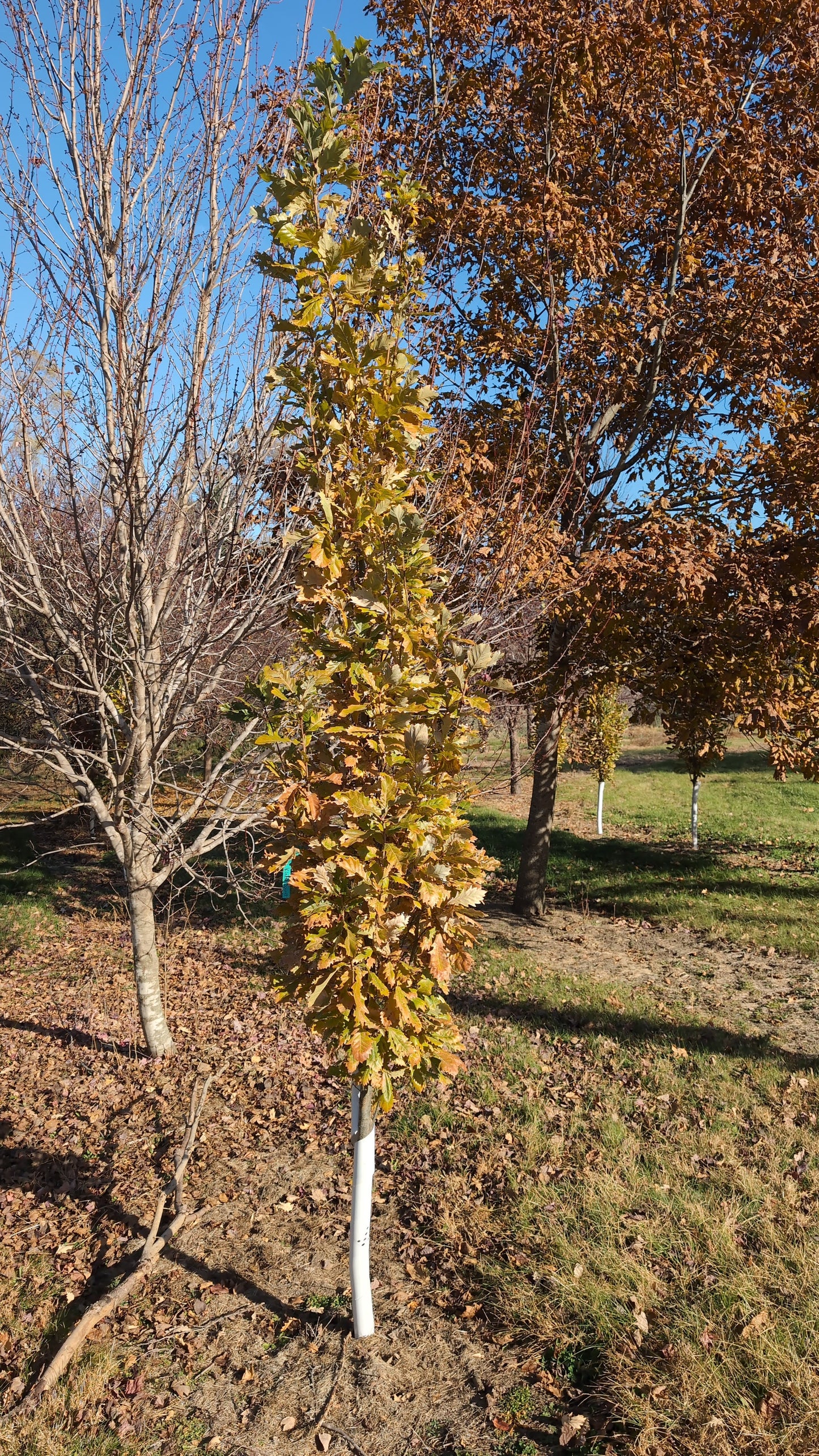 Kindred Spirit© Columnar Oak (Ball and burlap)