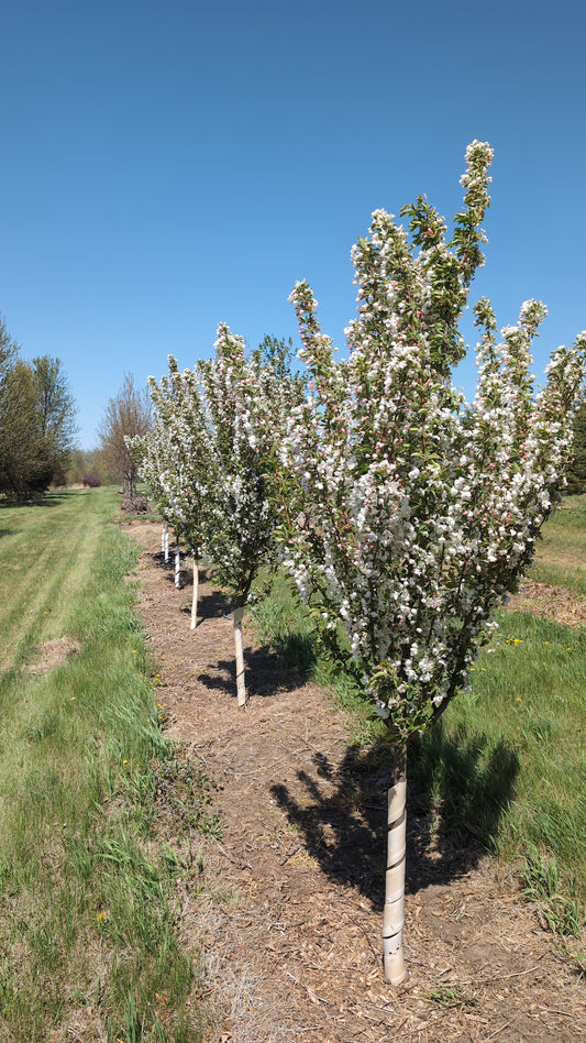 Adirondack Crabapple (Ball and burlap)