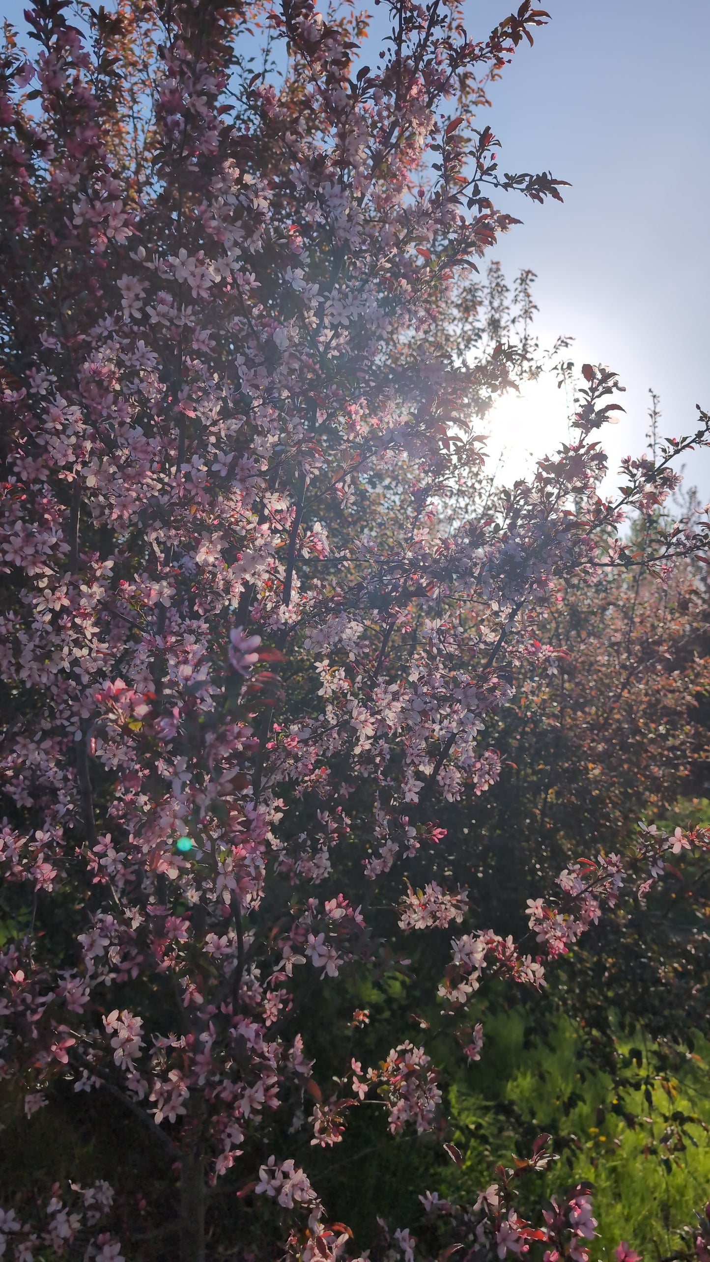 Royal Raindrops® Crabapple (Ball and burlap)