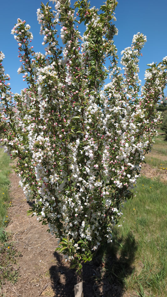 Adirondack Crabapple (Ball and burlap)