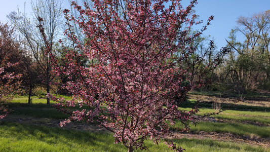Royal Raindrops® Crabapple (Ball and burlap)