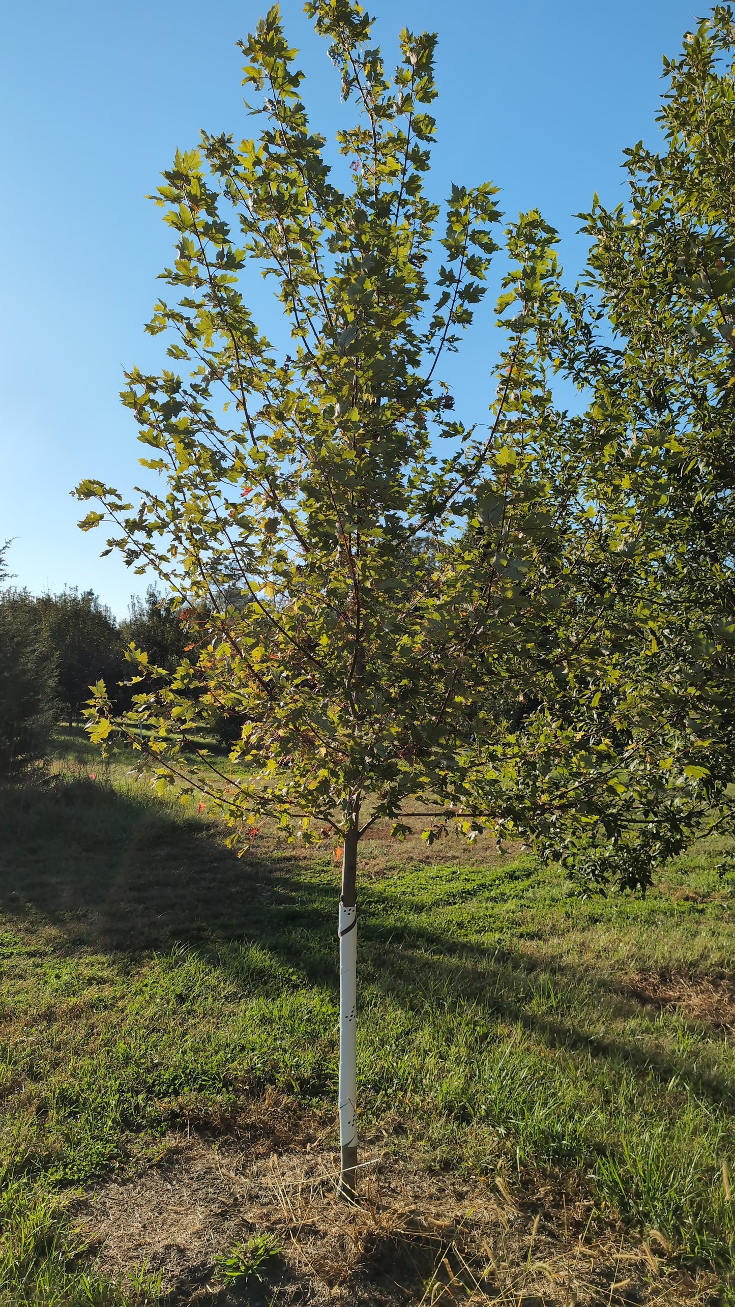 Matador Maple© (Ball and Burlap)