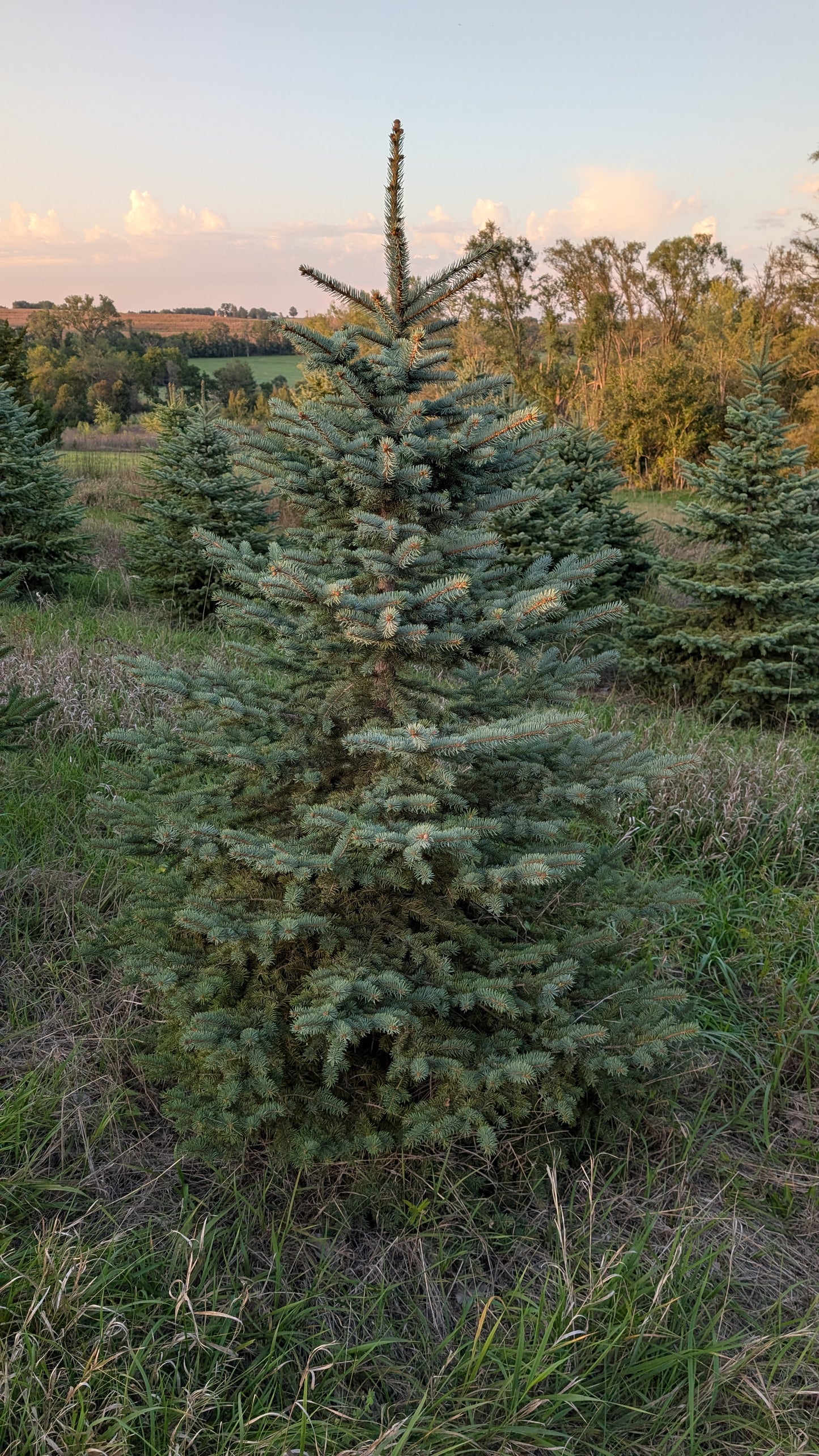 5-6' Colorado Blue Spruce (Ball and Burlap)