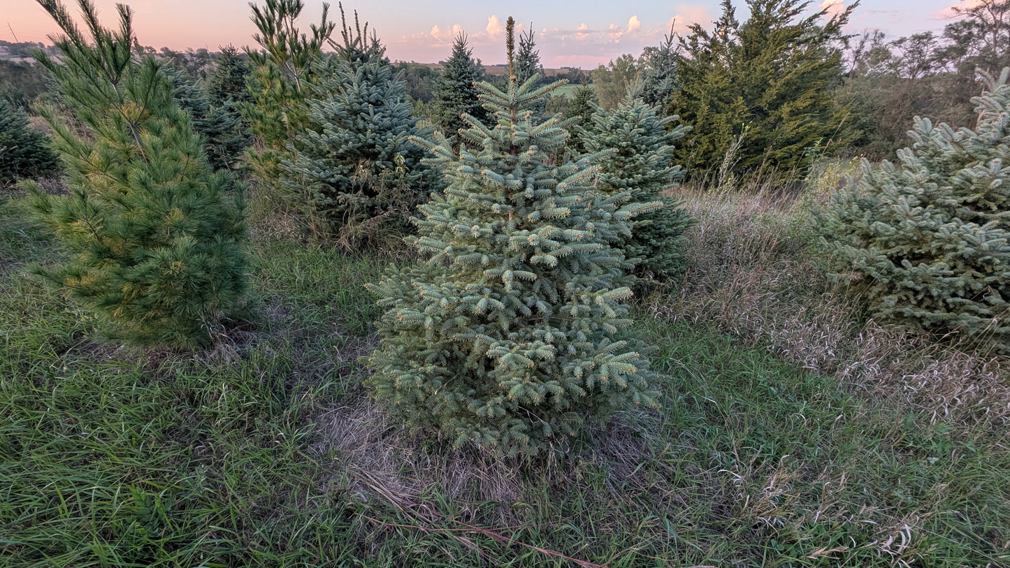 5-6' Colorado Blue Spruce (Ball and Burlap)