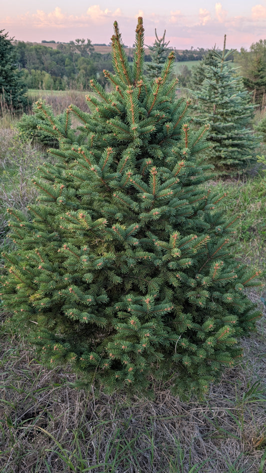 5-6' Colorado Blue Spruce (Ball and Burlap)