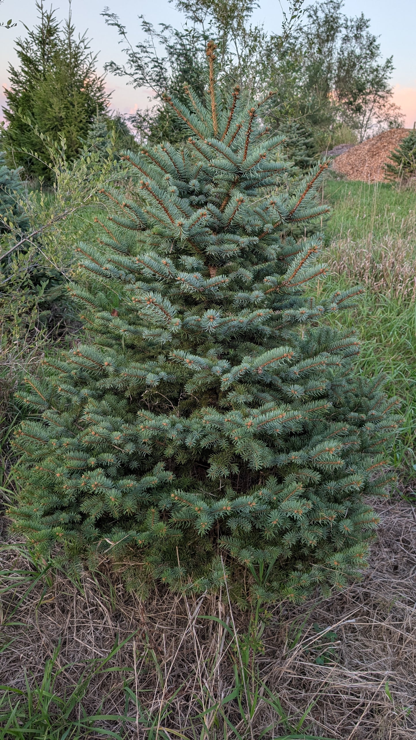 5-6' Colorado Blue Spruce (Ball and Burlap)