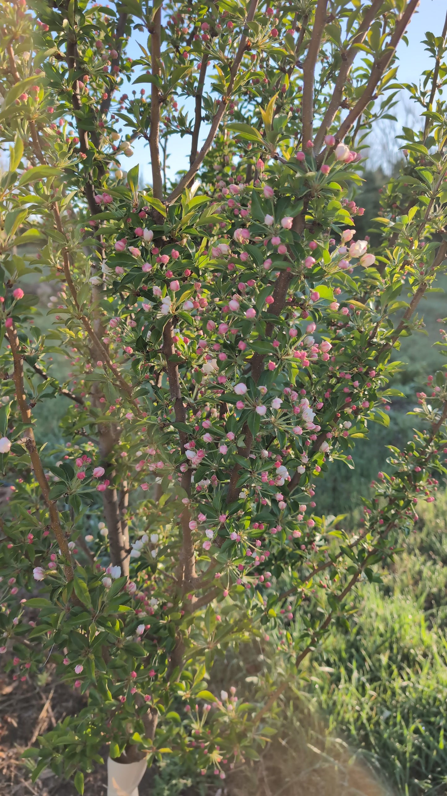 Adirondack Crabapple (Ball and burlap)