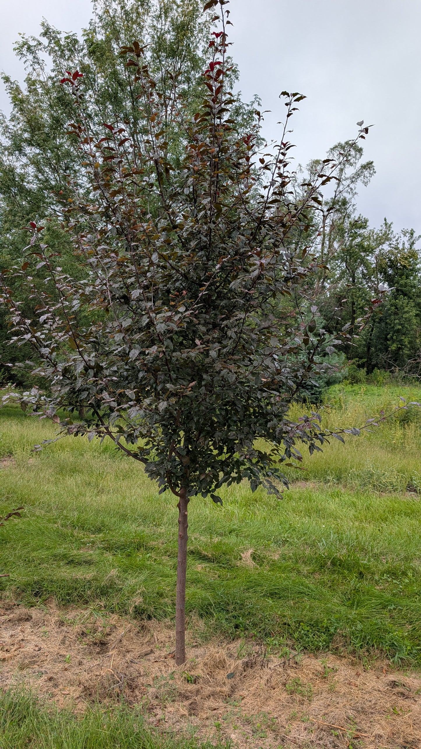 Royal Raindrops® Crabapple (Ball and burlap)