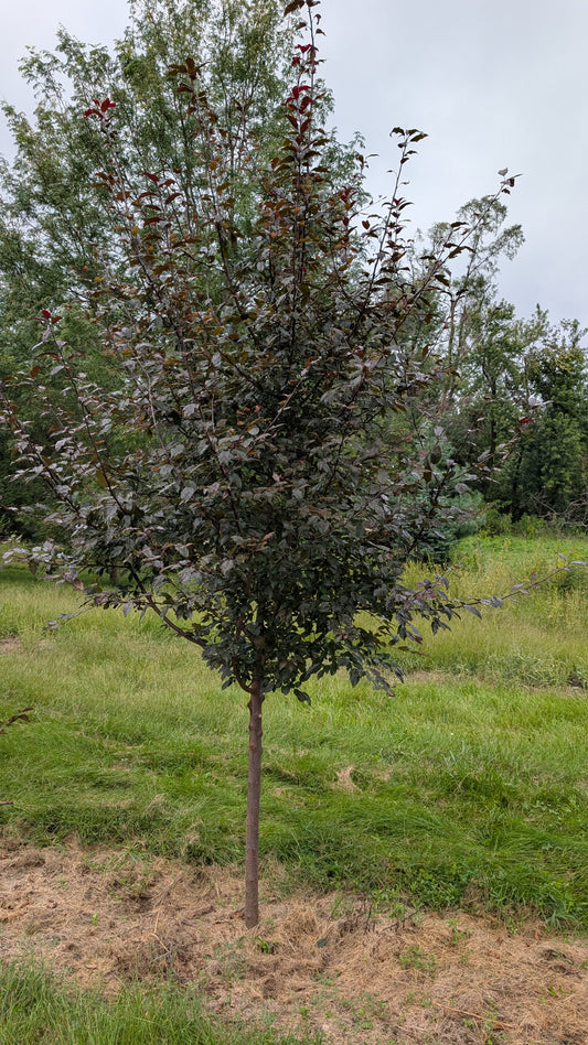 Royal Raindrops® Crabapple (Ball and burlap)
