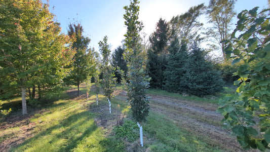 Regal Prince® Columnar Oak (Ball and Burlap)