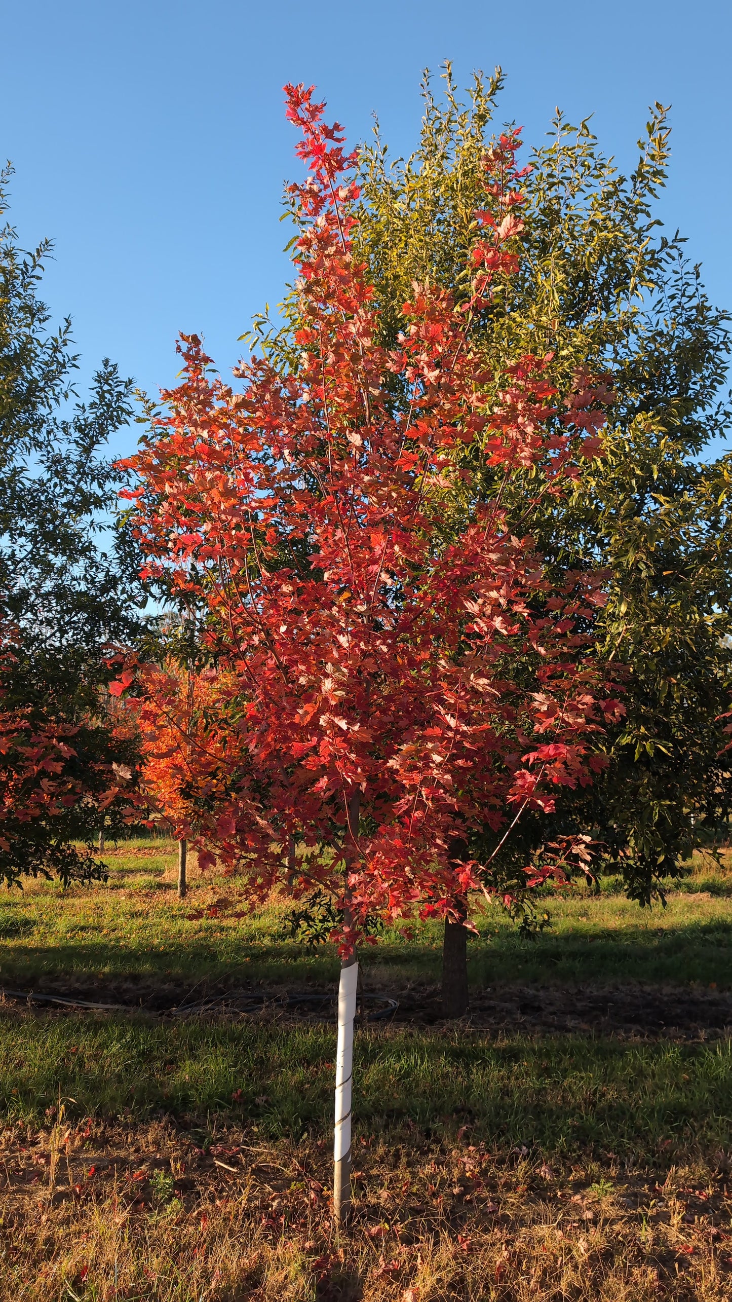Matador Maple© (Ball and Burlap)