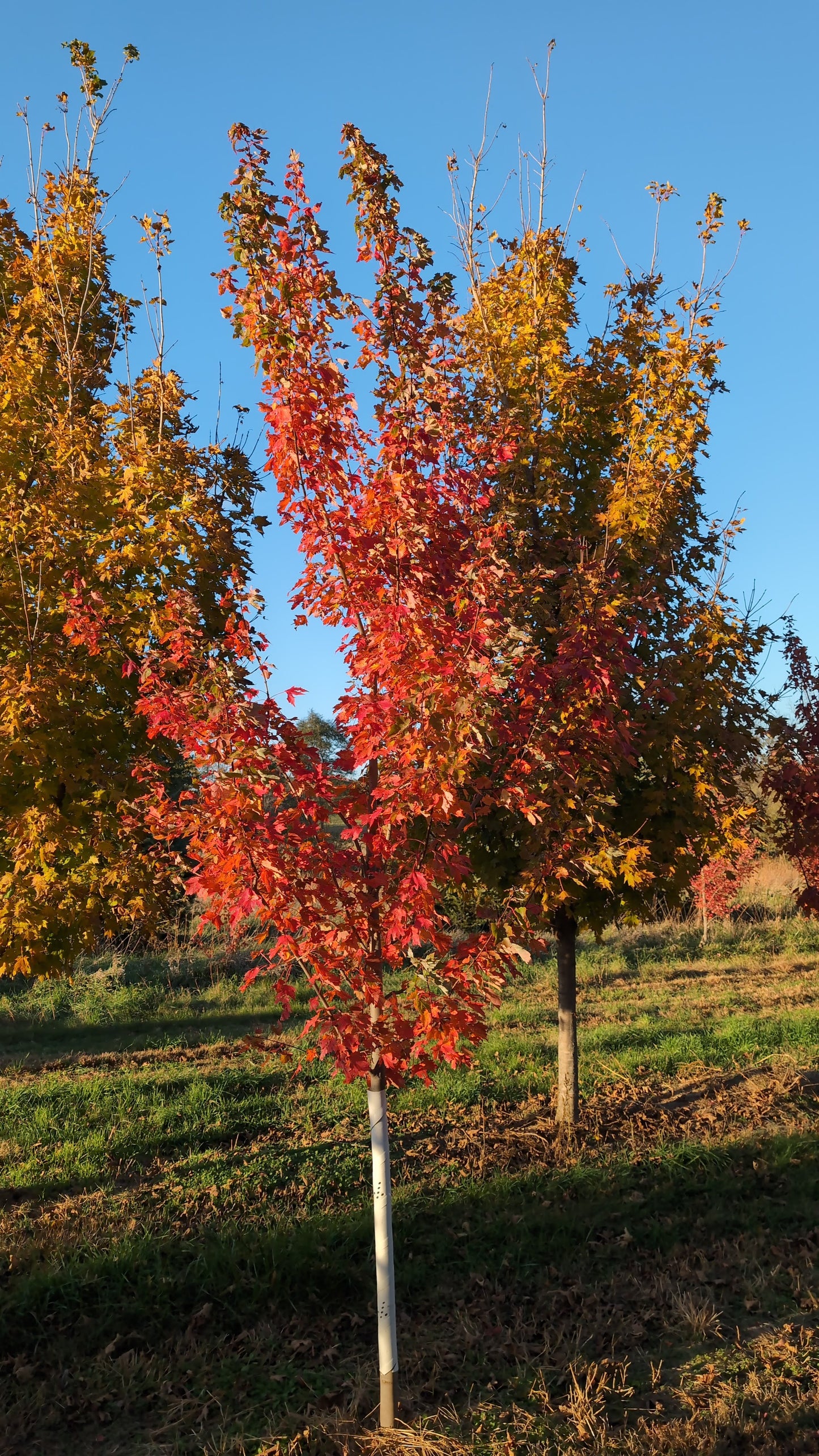 Autumn Radiance® Maple (Ball and Burlap)