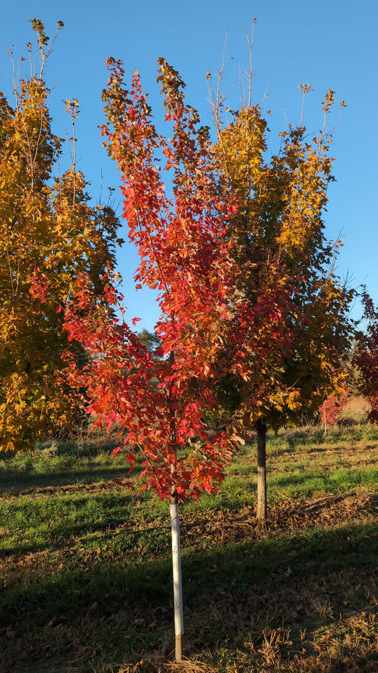 Autumn Radiance® Maple (Ball and Burlap)