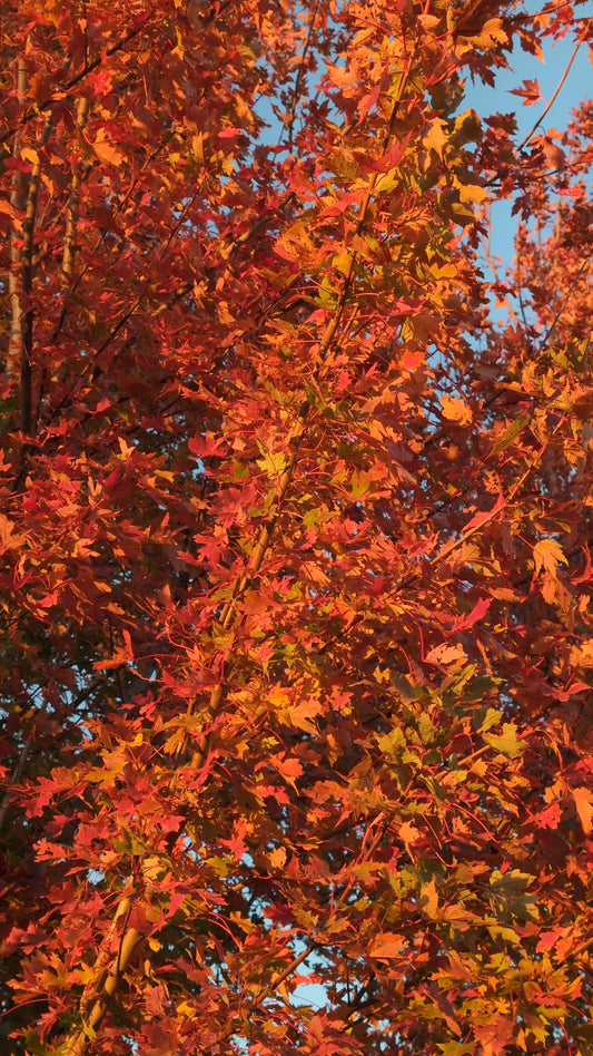 Autumn Blaze® Maple (Ball and Burlap)