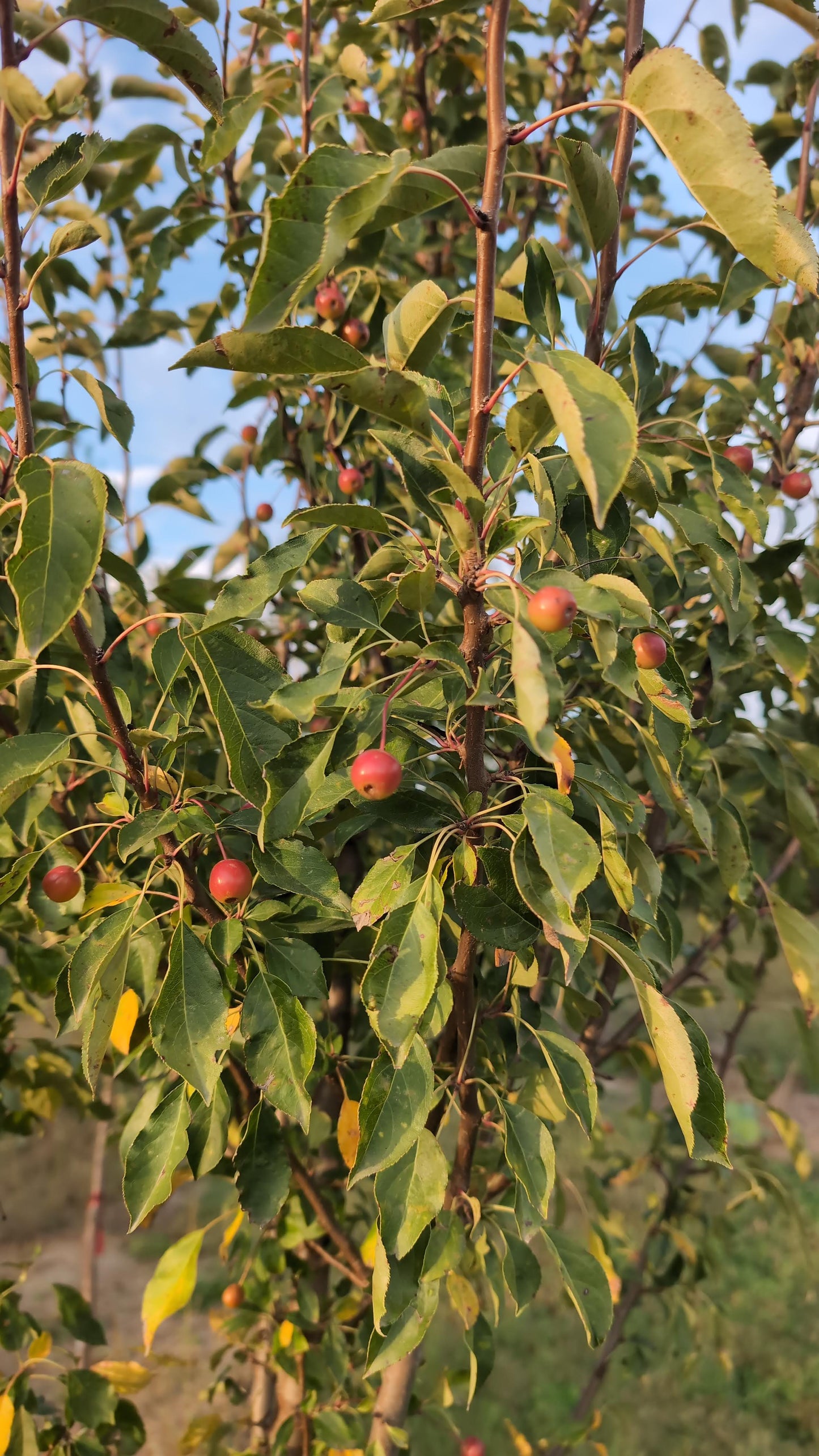 Adirondack Crabapple (Ball and burlap)