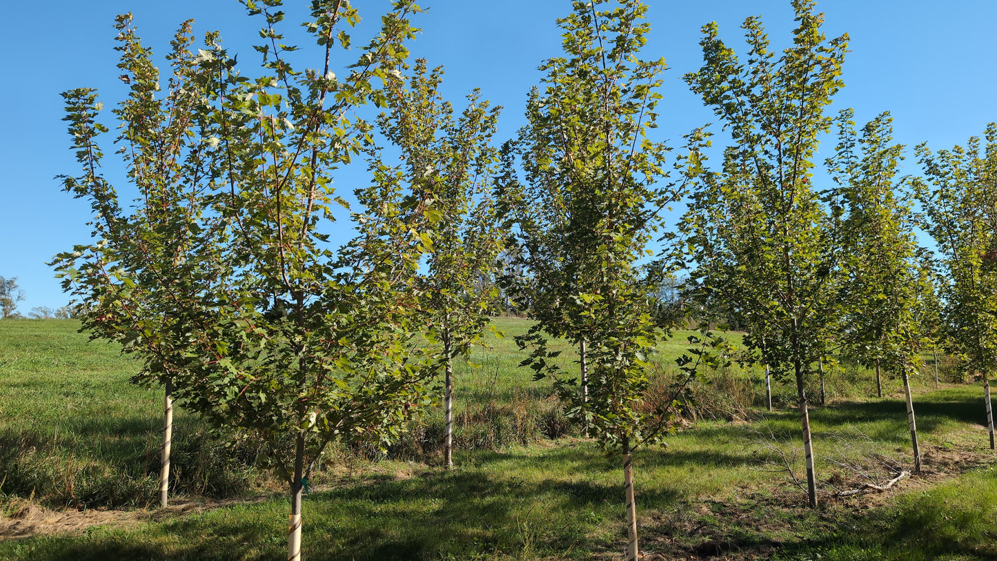 Autumn Blaze® Maple (Ball and Burlap)