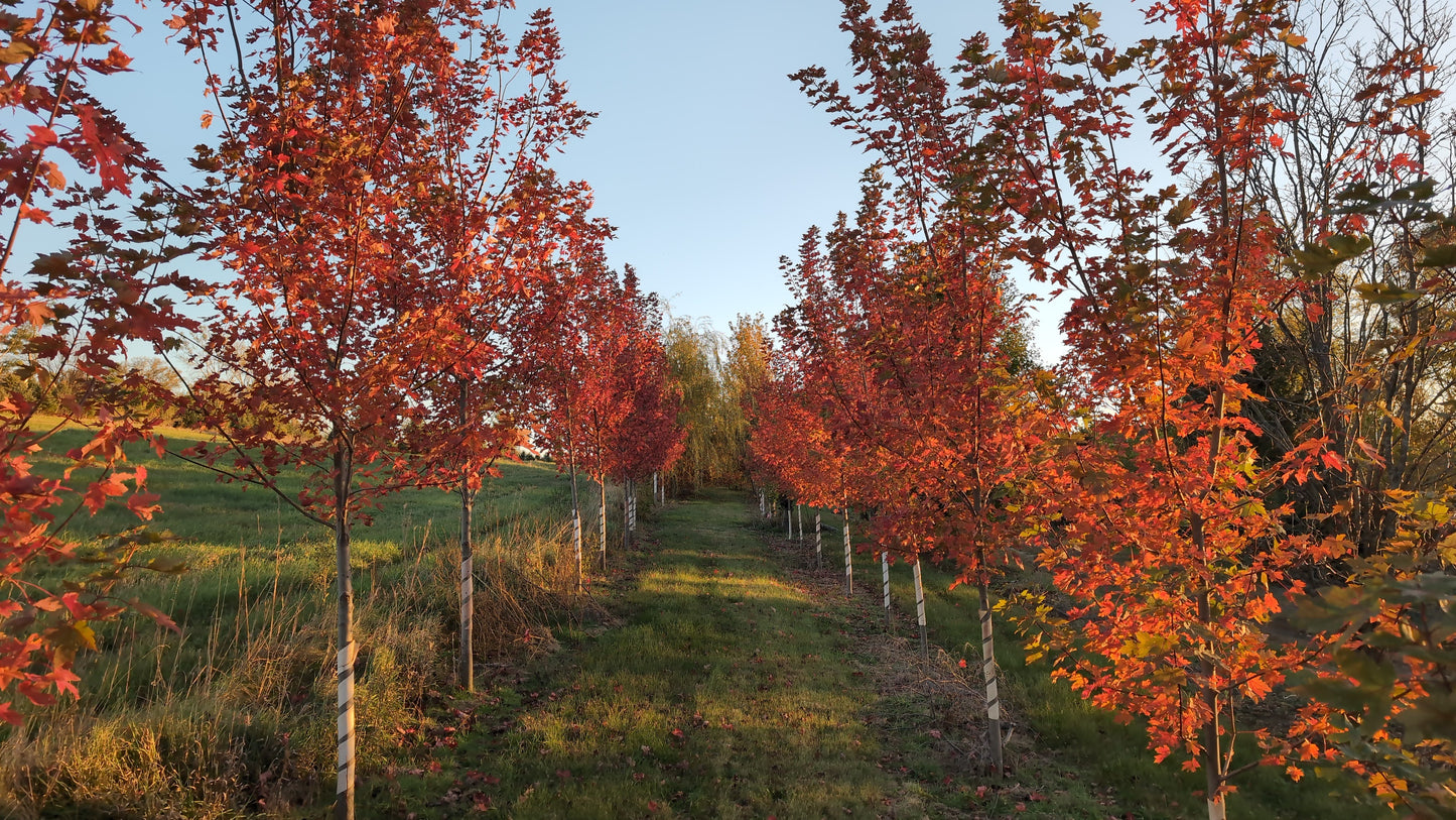 Autumn Blaze® Maple (Ball and Burlap)