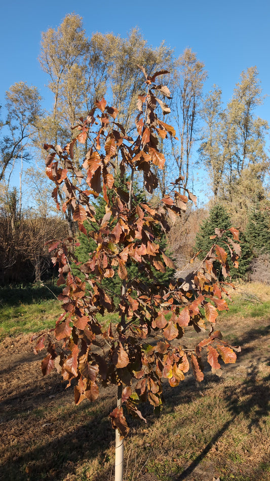 8-9 ft Chinkapin Oak Tree (Ball and Burlap)