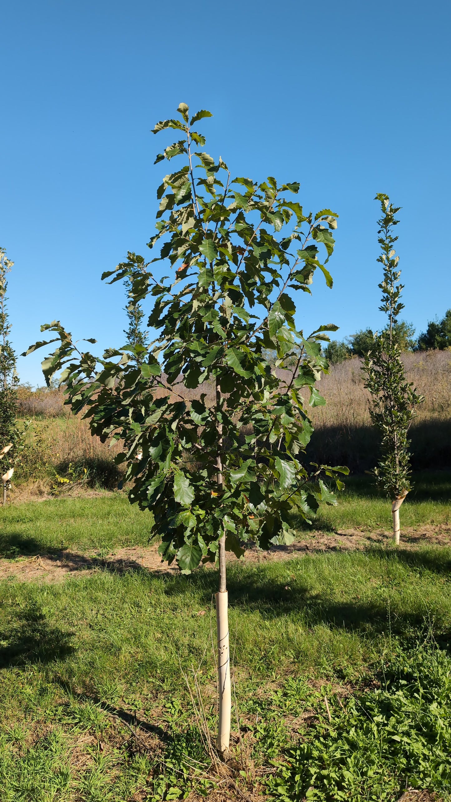 8-9 ft Chinkapin Oak Tree (Ball and Burlap)