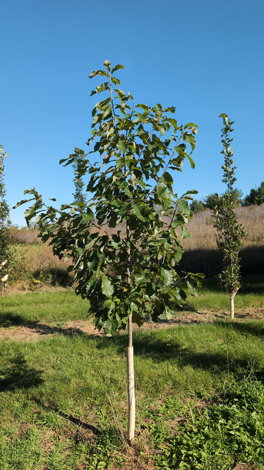 8-9 ft Chinkapin Oak Tree (Ball and Burlap)