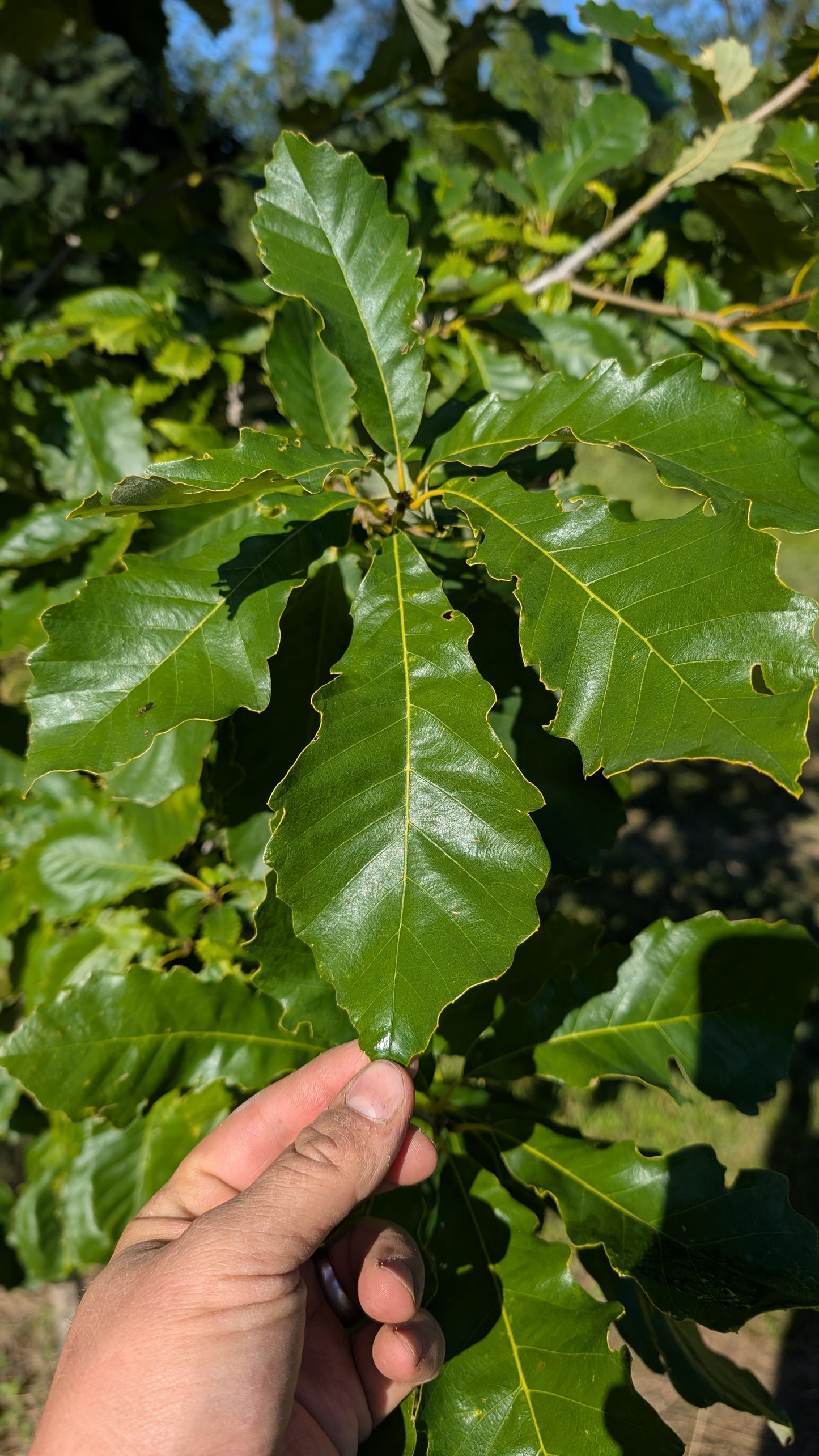 8-9 ft Chinkapin Oak Tree (Ball and Burlap)