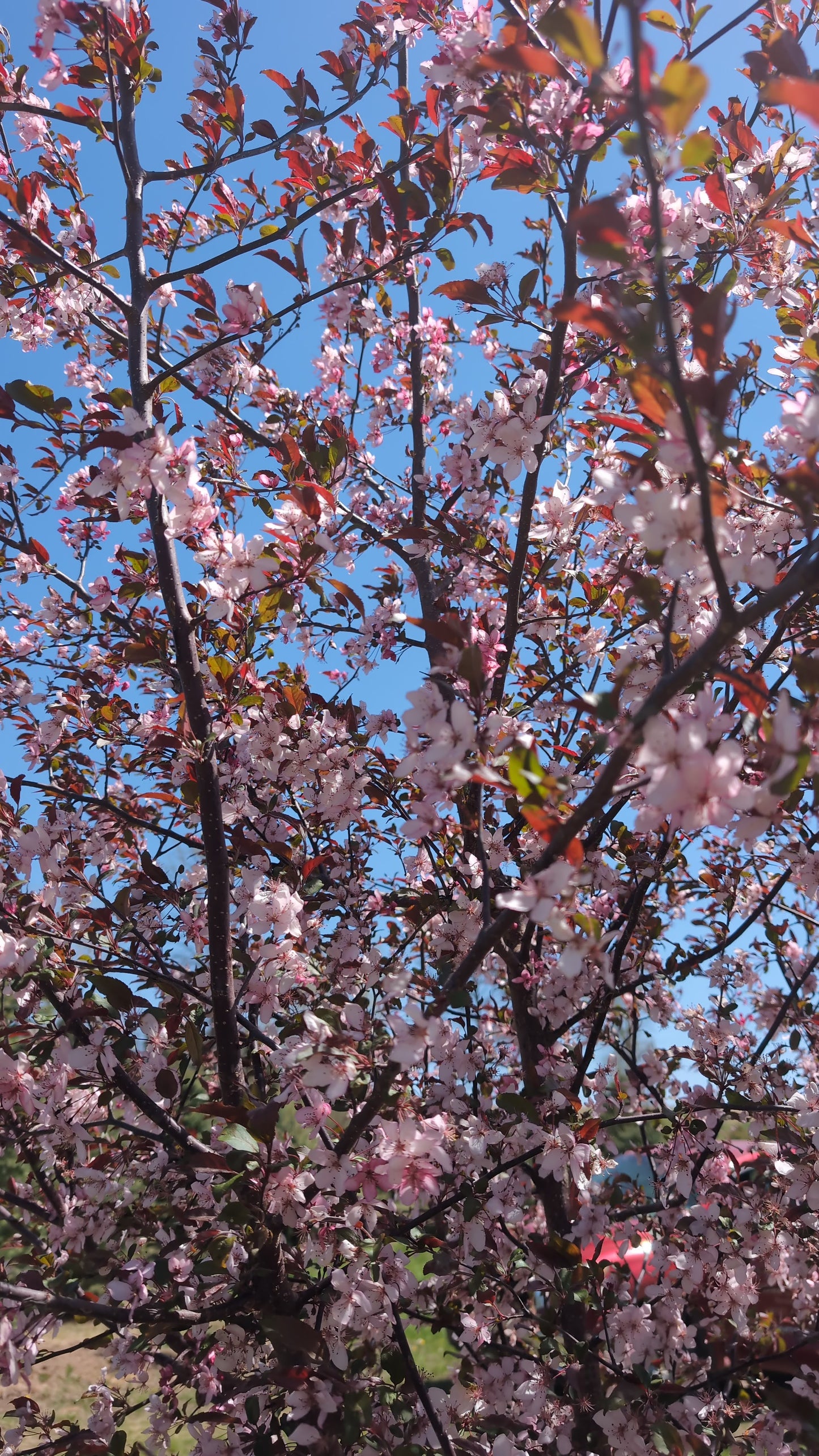 Royal Raindrops® Crabapple (Ball and burlap)