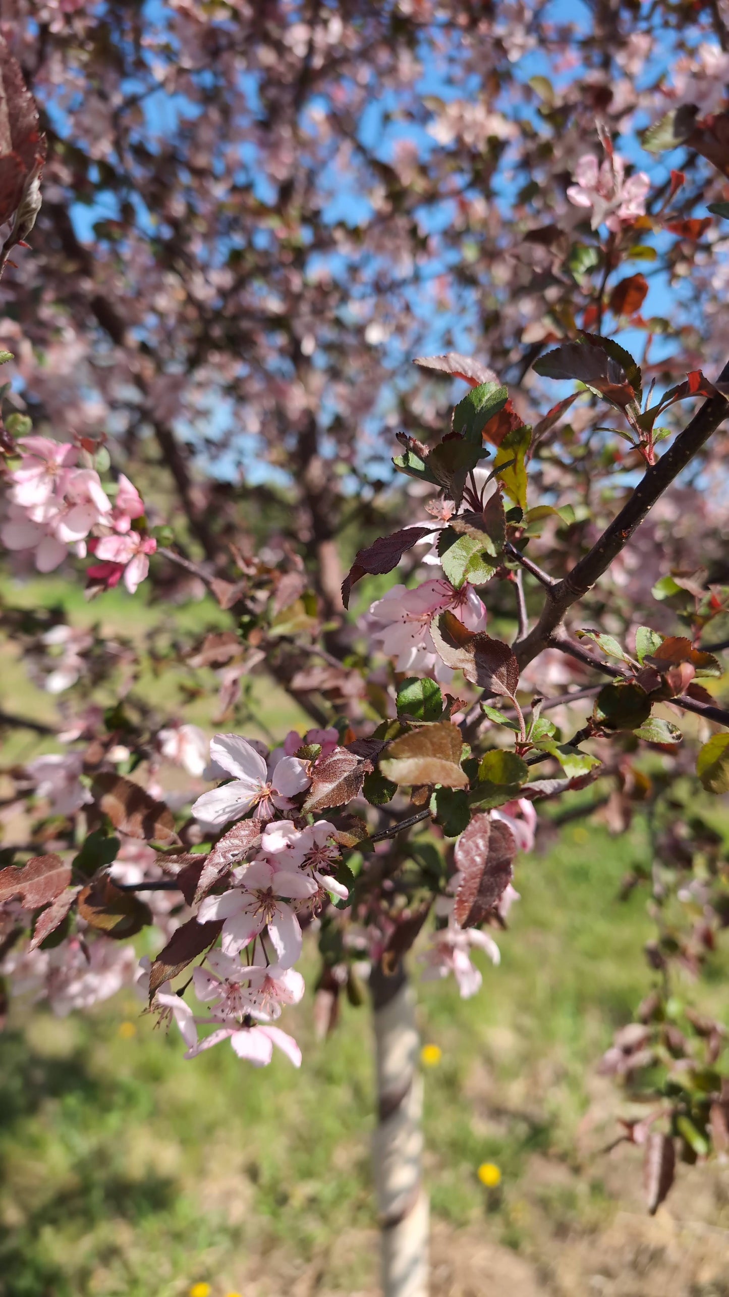 Royal Raindrops® Crabapple (Ball and burlap)