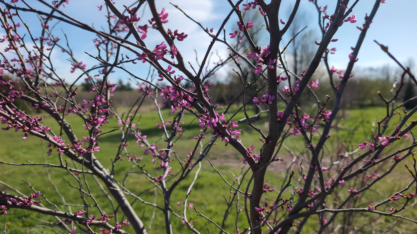 6-7 ft Multi Stemmed Eastern Redbud (Ball and Burlap)