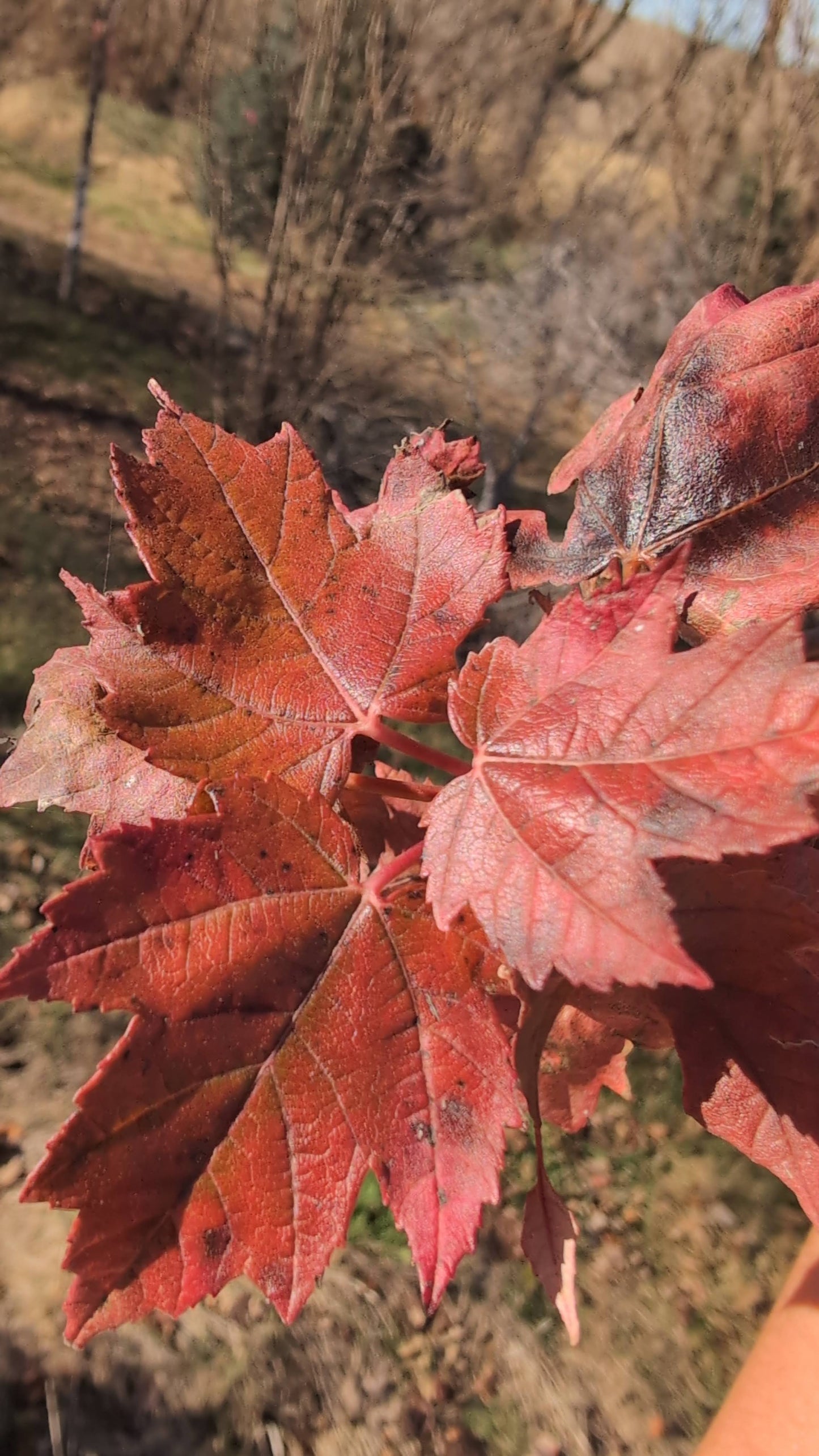 Red Sunset® Maple (Ball and burlap)