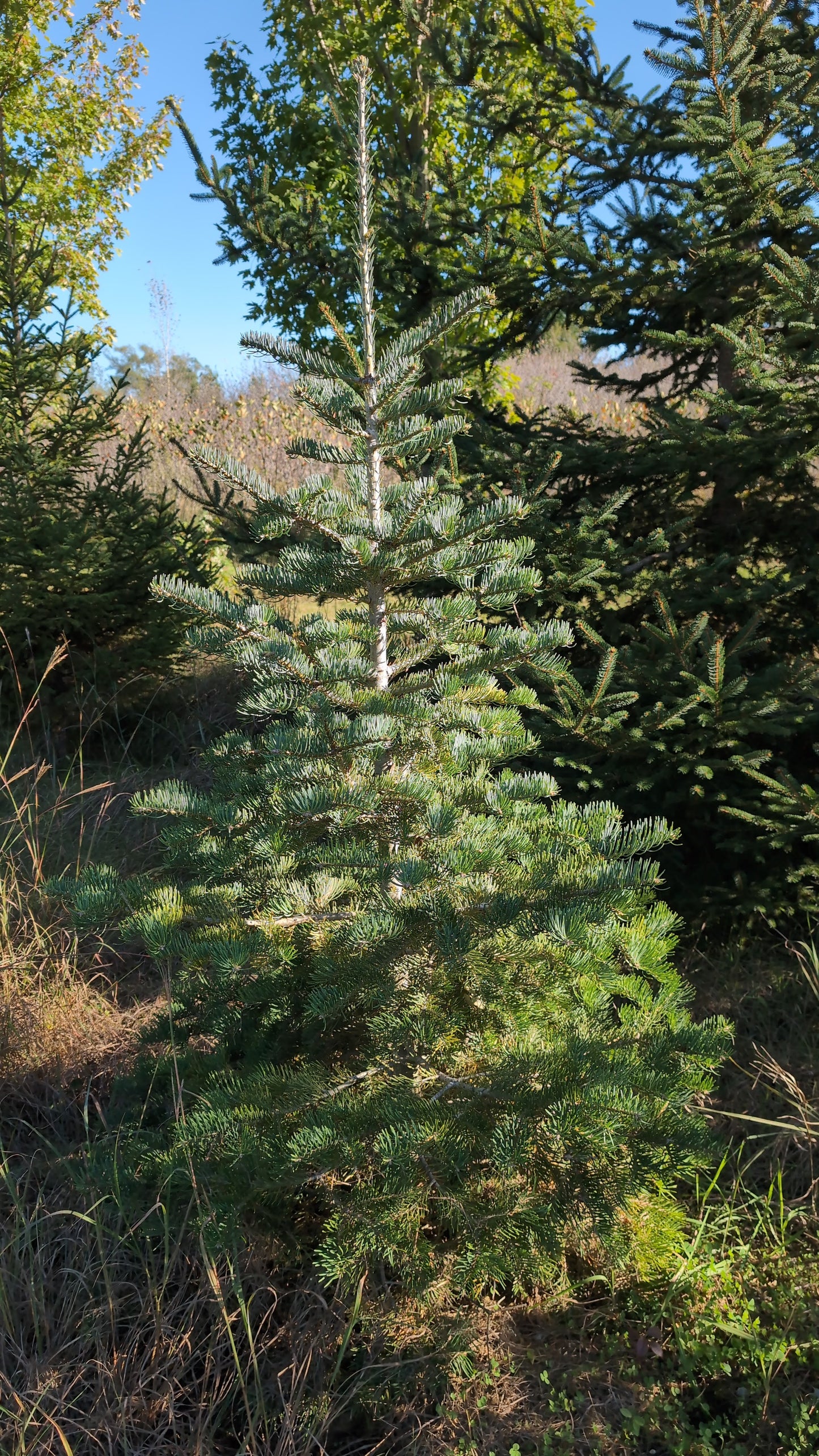 5-6 ft Concolor Fir (Ball and Burlap)