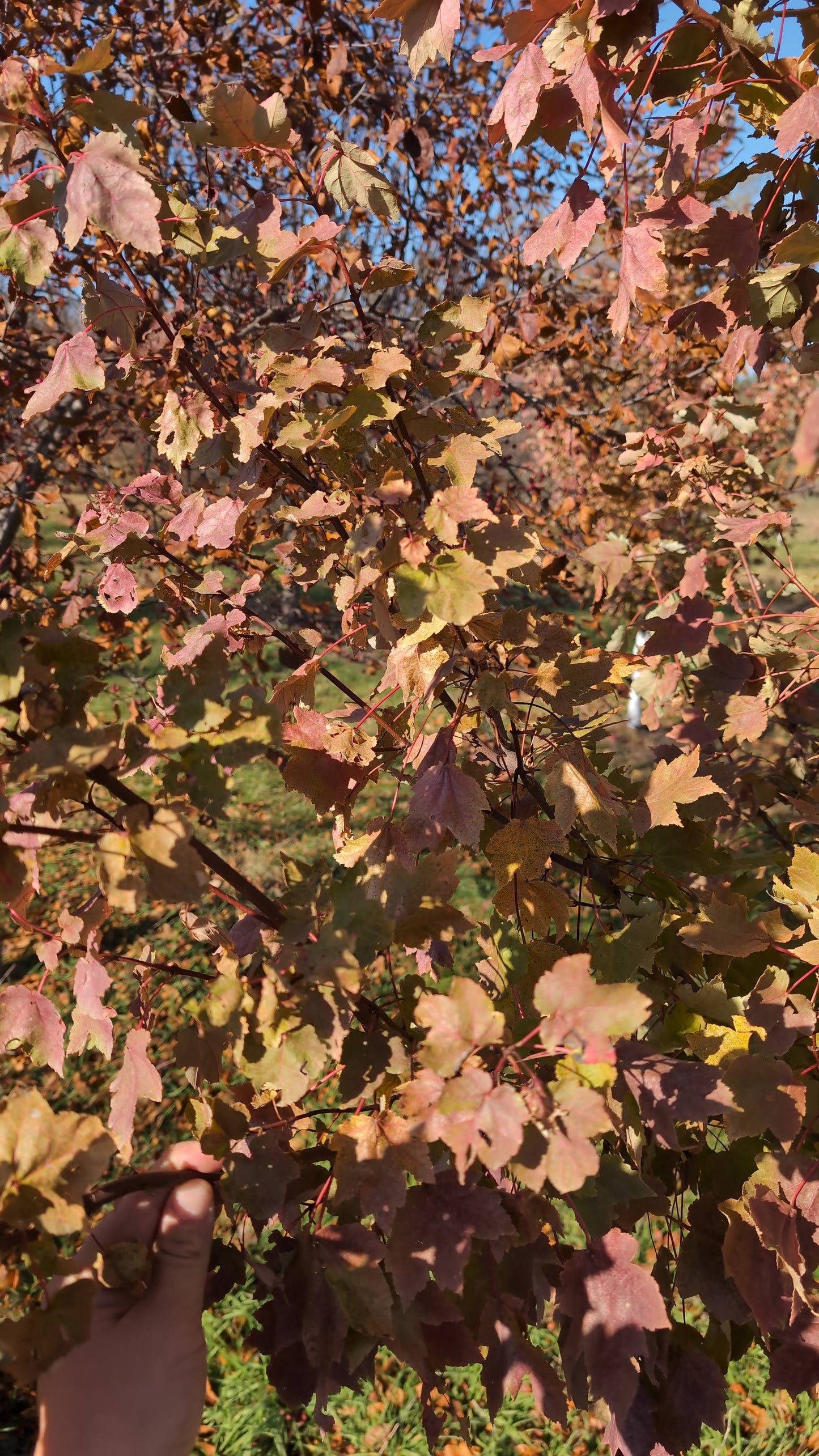October Glory© (Ball and burlap)