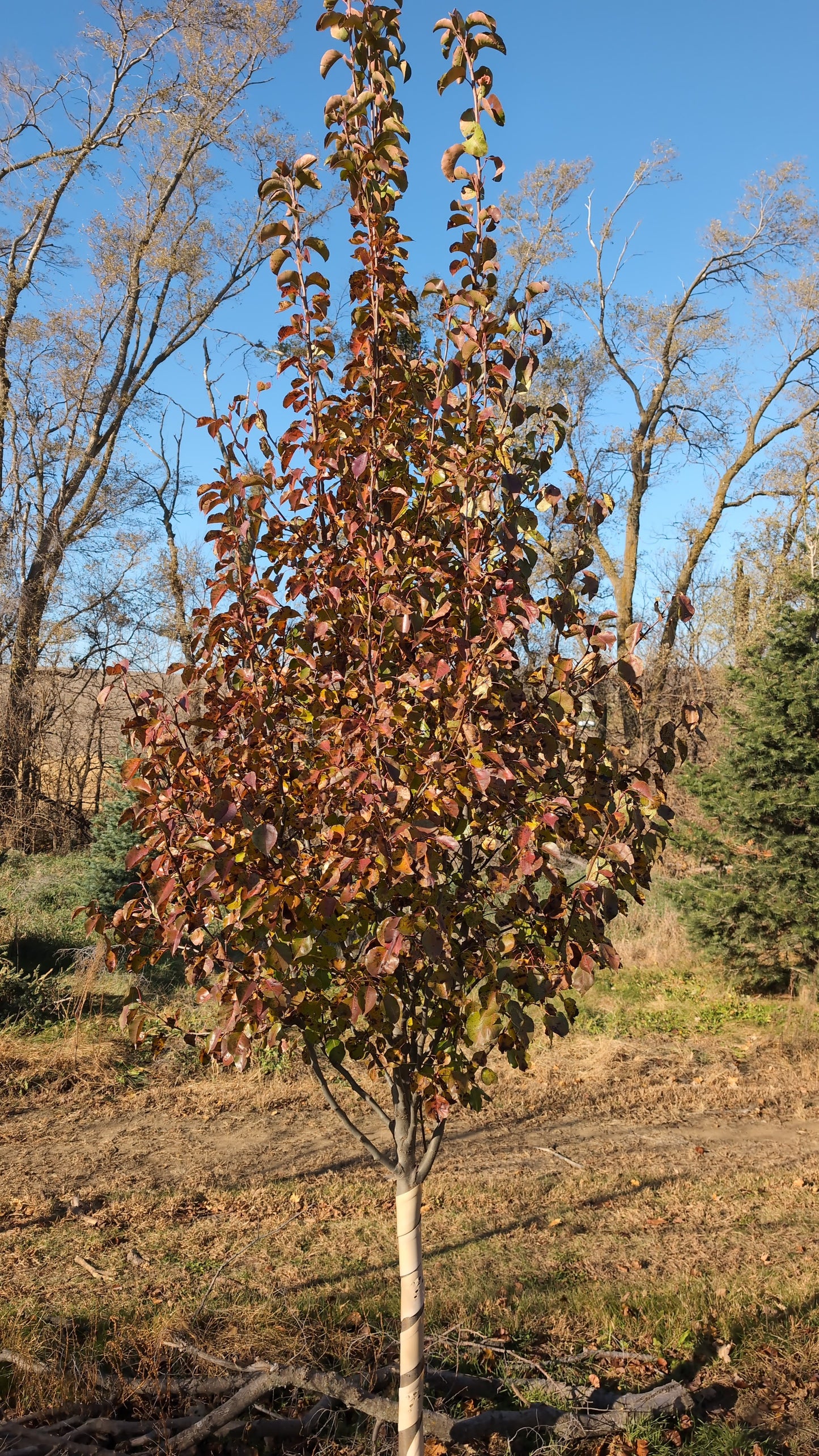Chanticleer Pear (Ball and burlap)