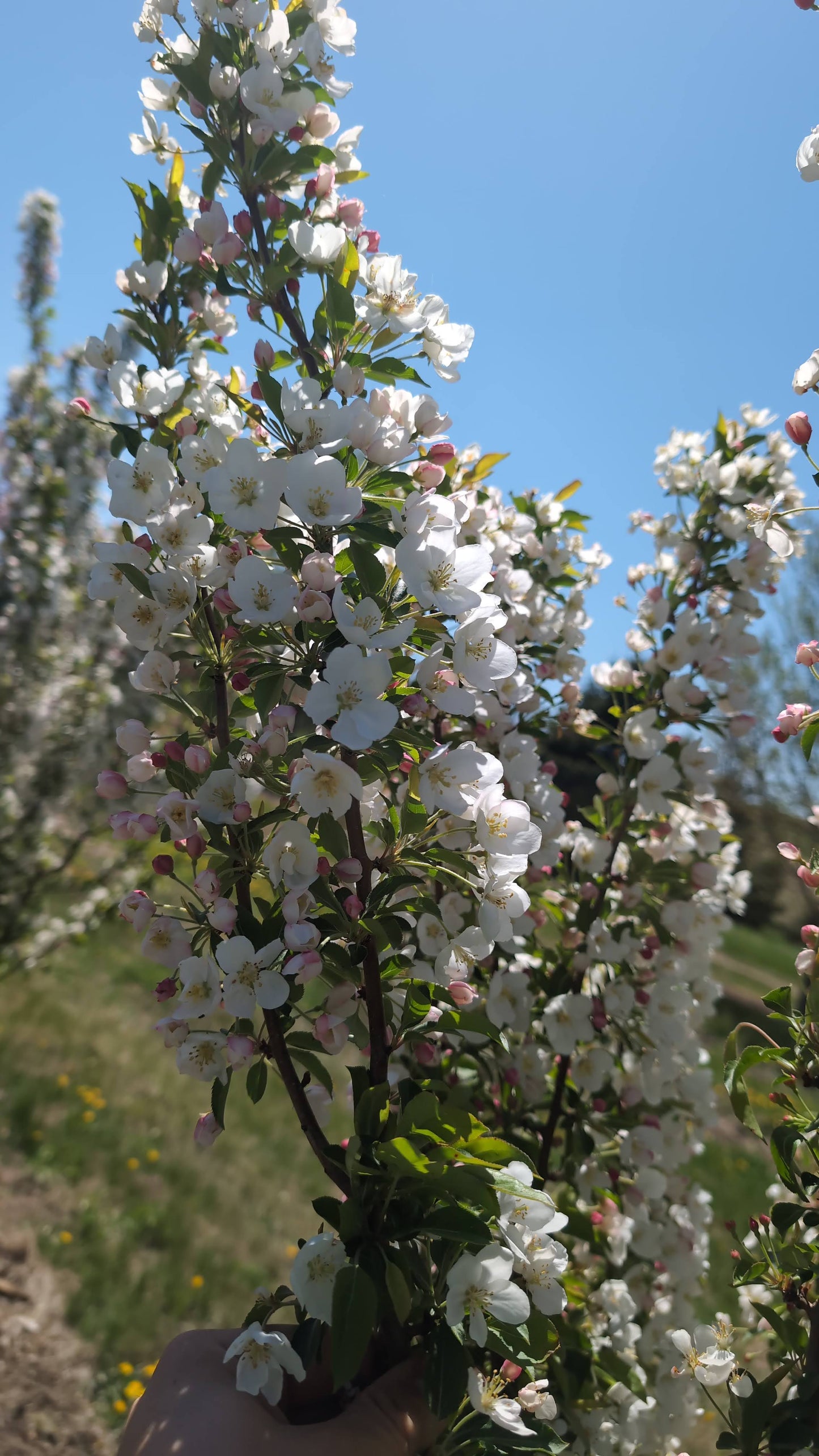 Adirondack Crabapple (Ball and burlap)