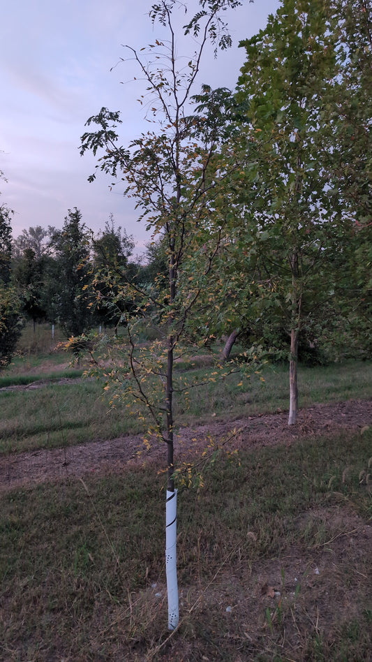 Skyline Honey Locust® (Ball and Burlap)